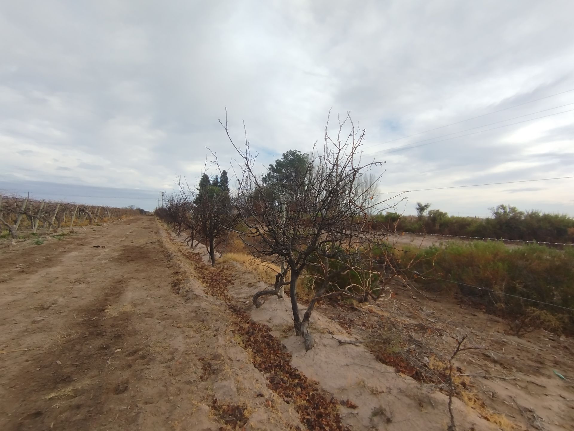 Campo en Venta en San Martin, Mendoza