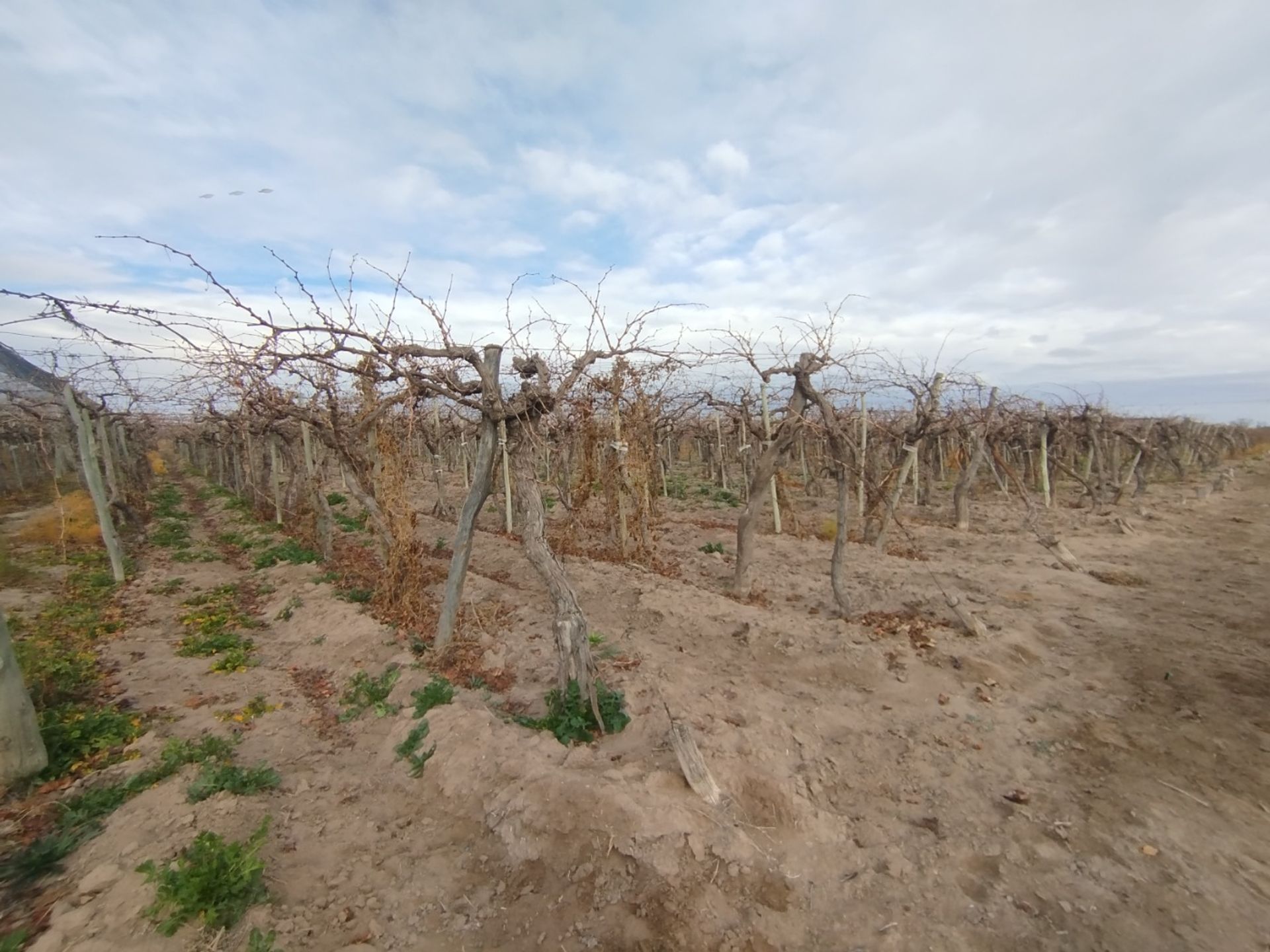 Campo en Venta en San Martin, Mendoza