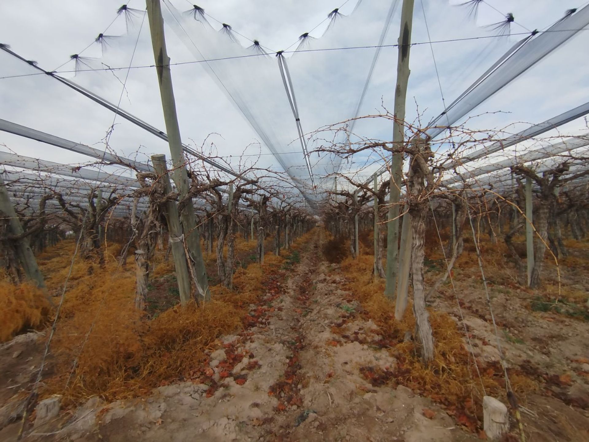 Campo en Venta en San Martin, Mendoza