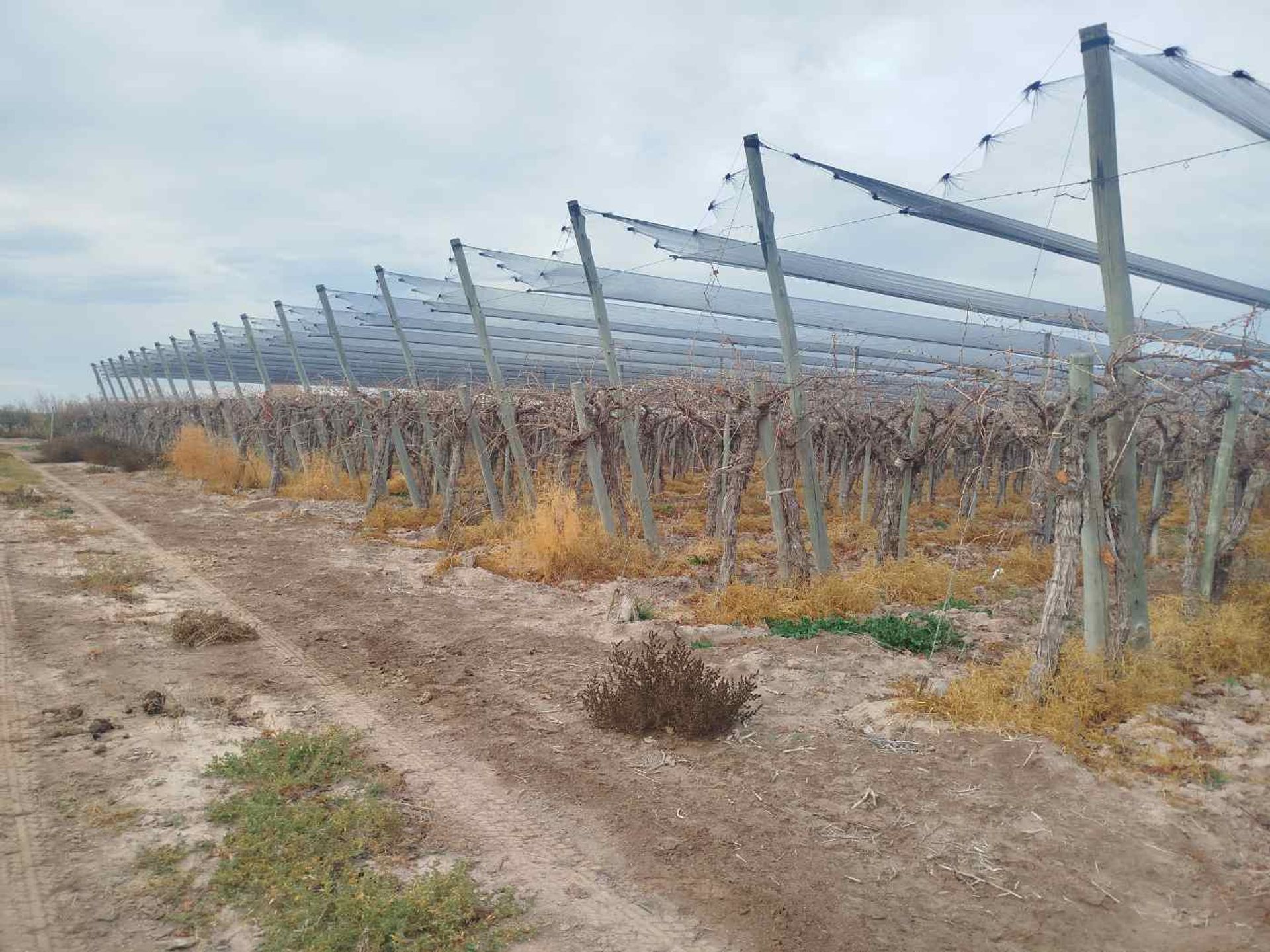 Campo en Venta en San Martin, Mendoza