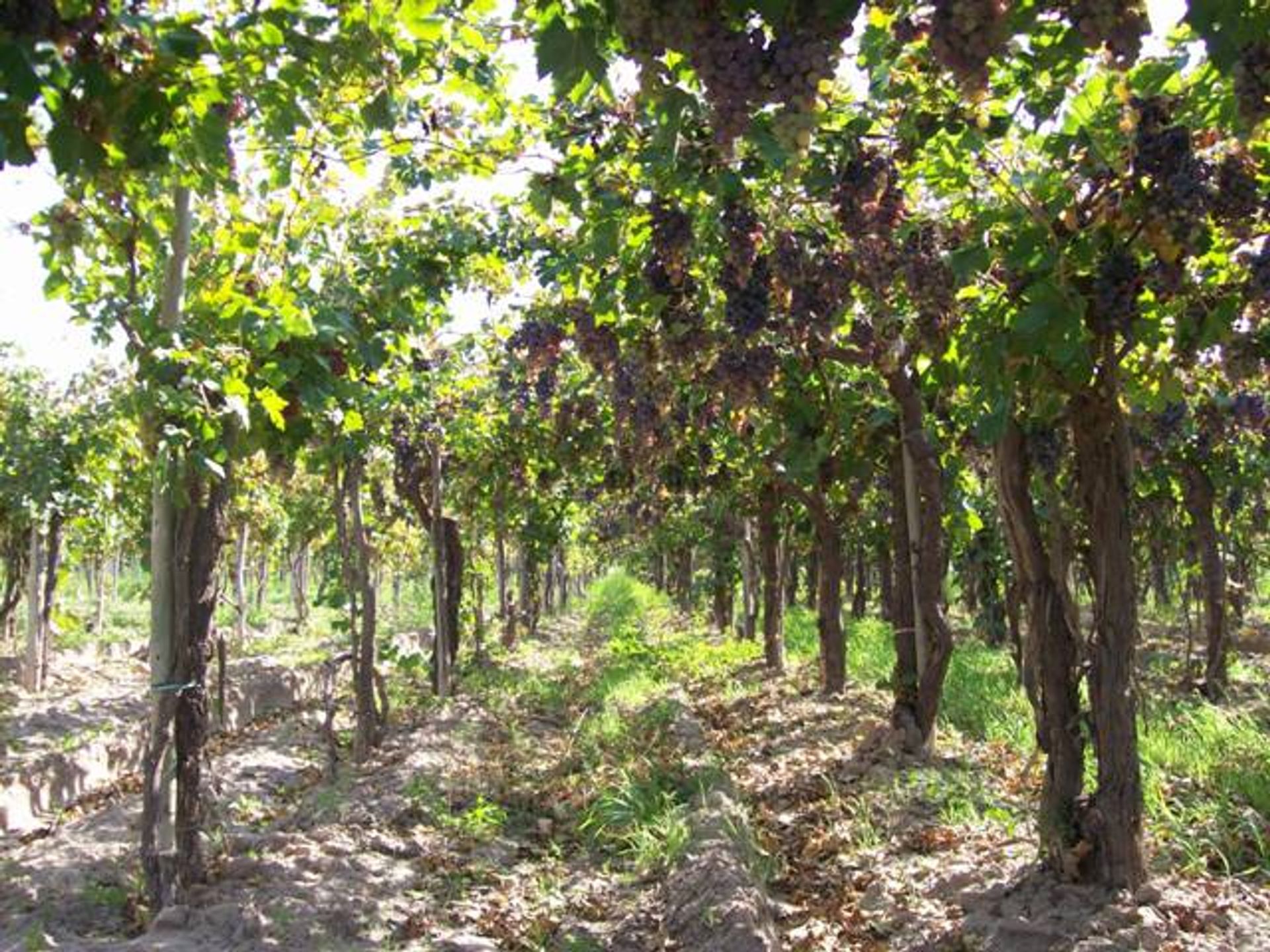 Campo en Venta en San Martin, Mendoza