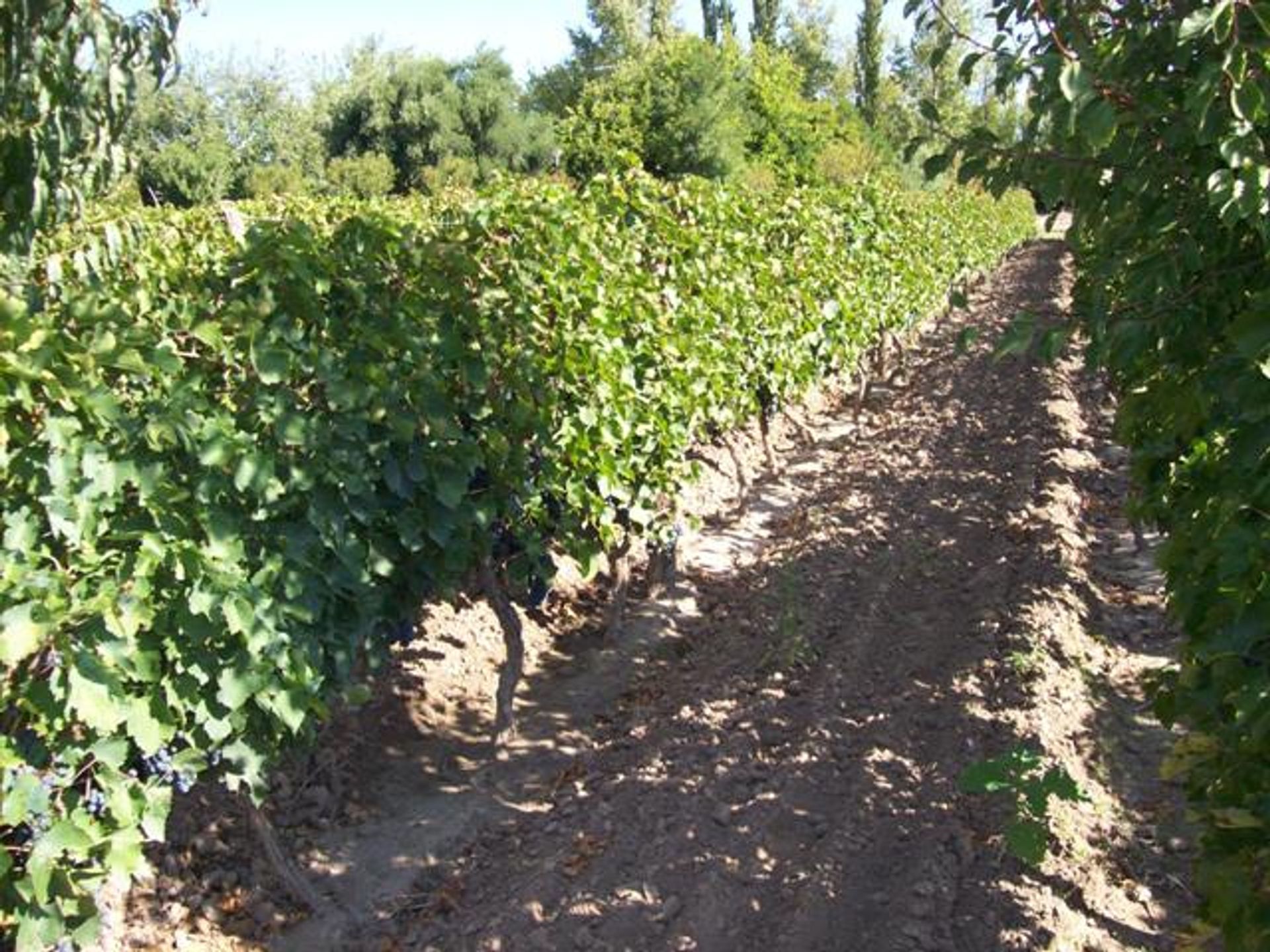 Campo en Venta en San Martin, Mendoza