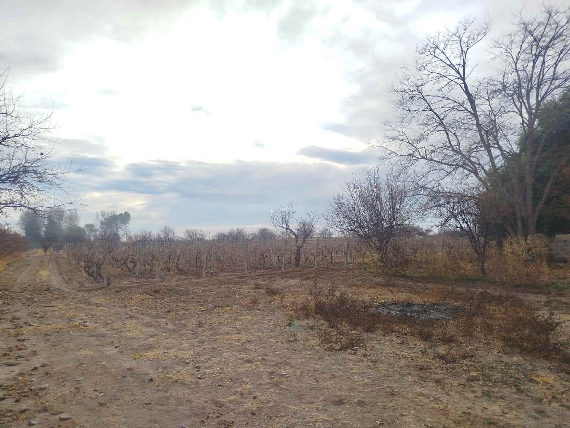 Campo en Venta en San Martin, Mendoza
