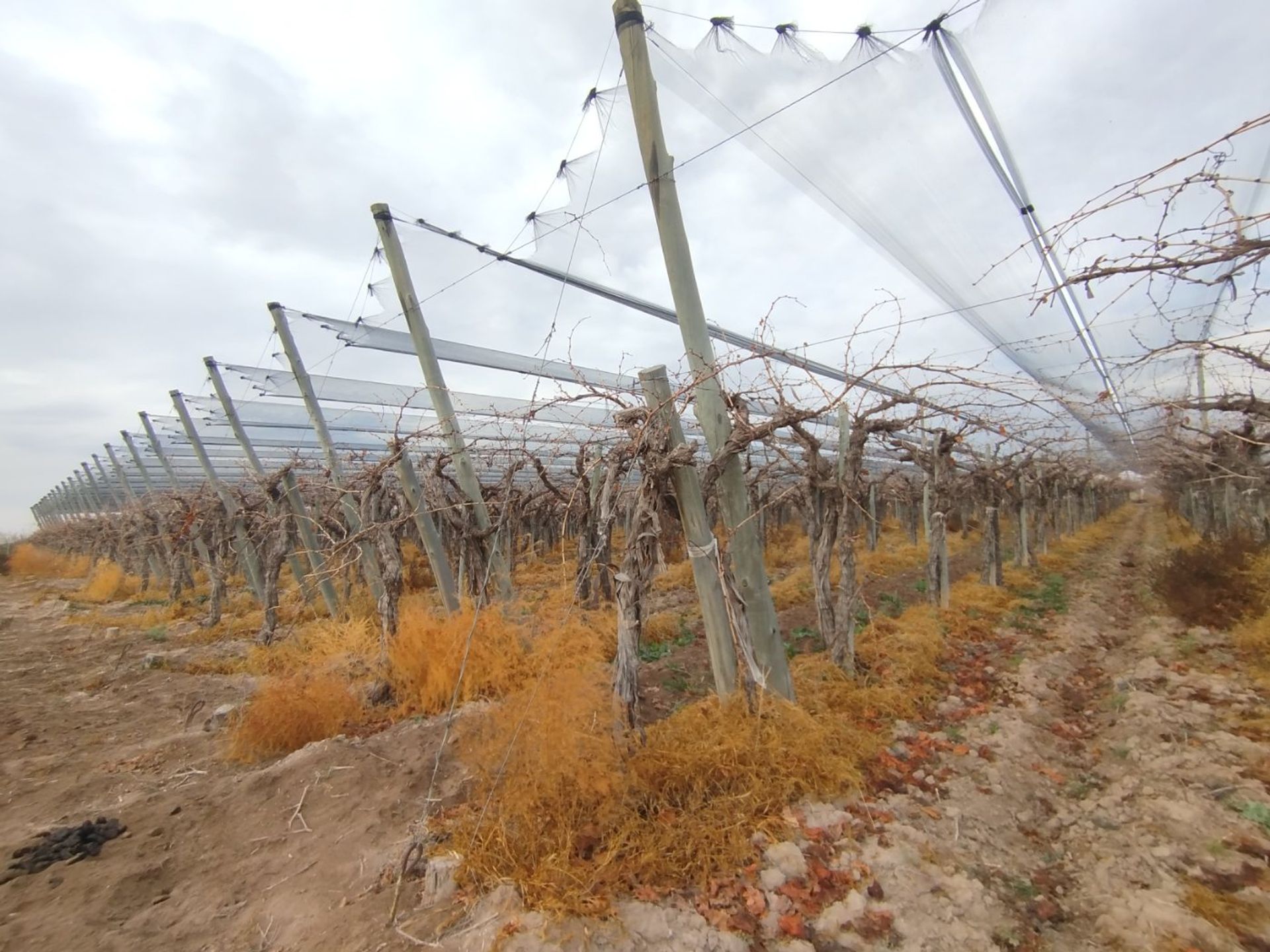 Campo en Venta en San Martin, Mendoza
