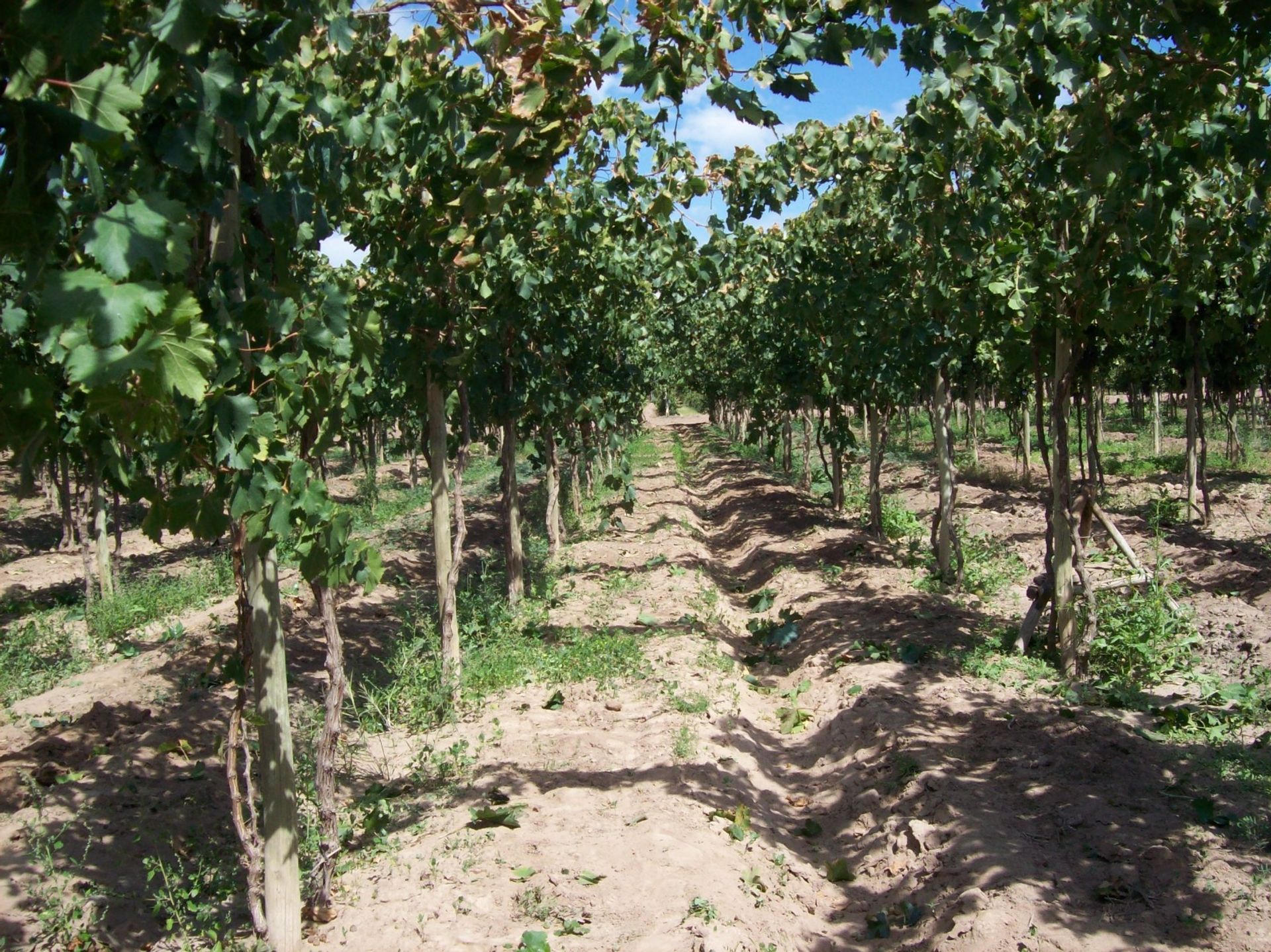 Campo en Venta en San Martin, Mendoza
