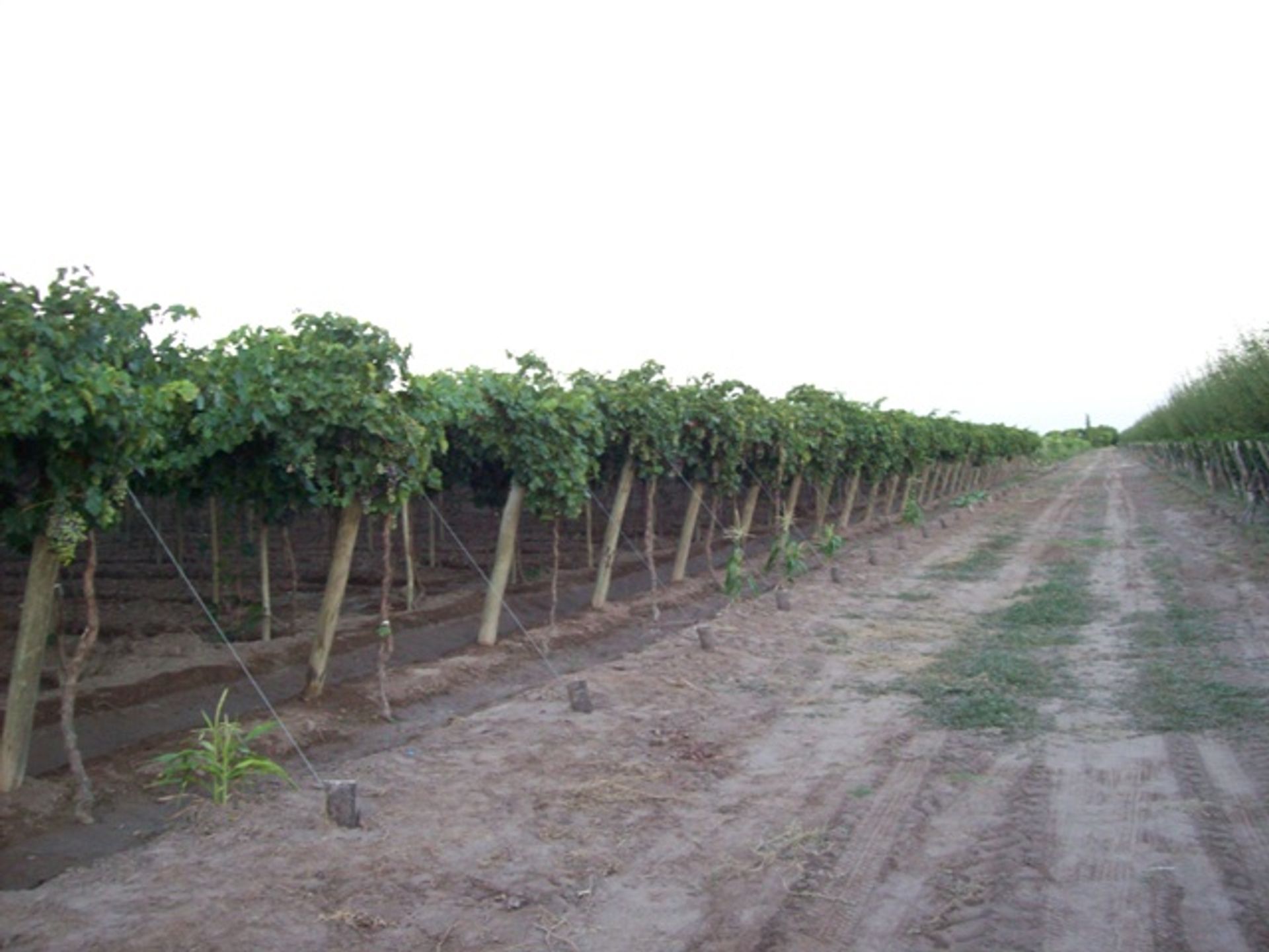 Campo en Venta en San Martin, Mendoza