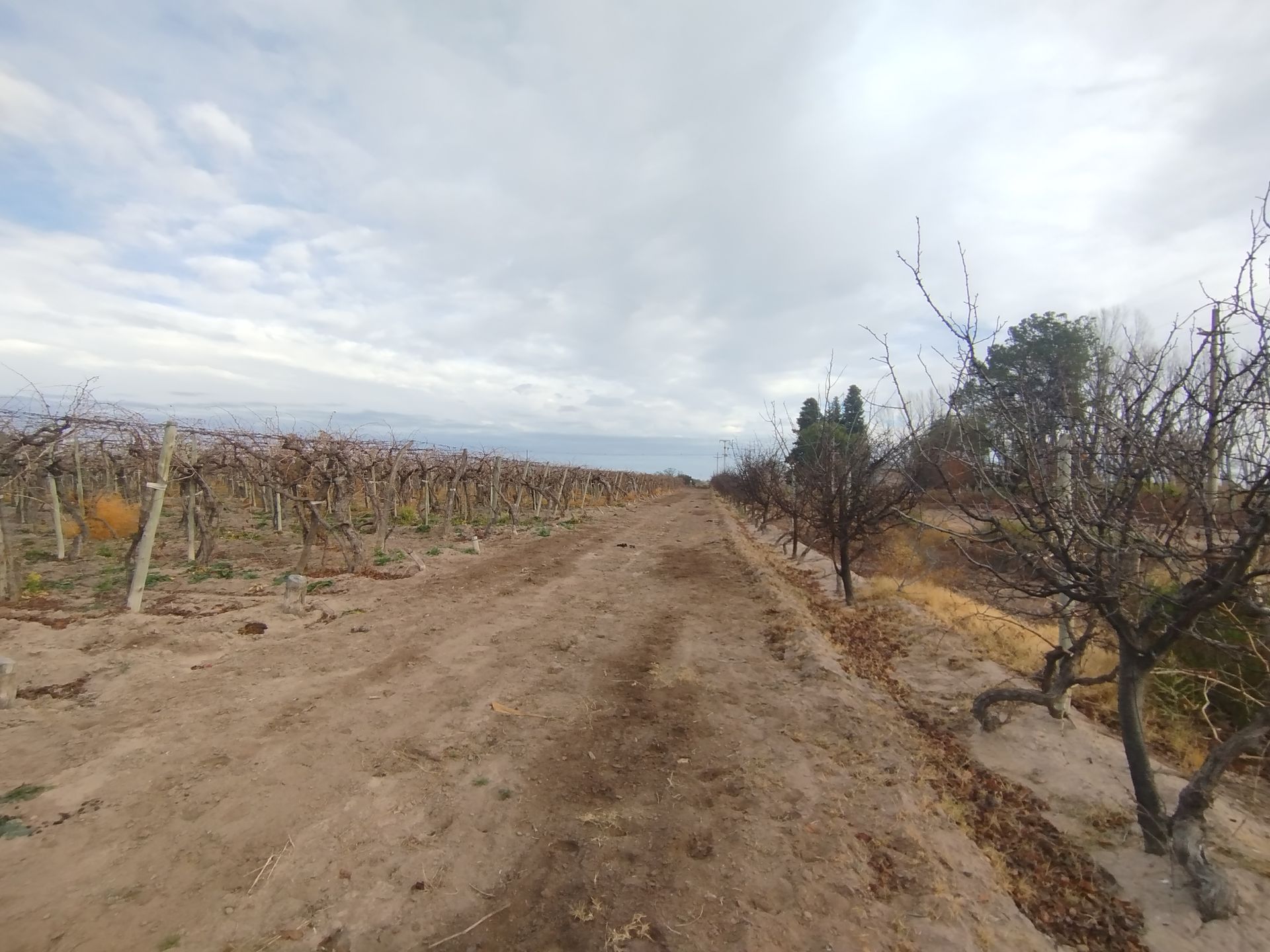 Campo en Venta en San Martin, Mendoza