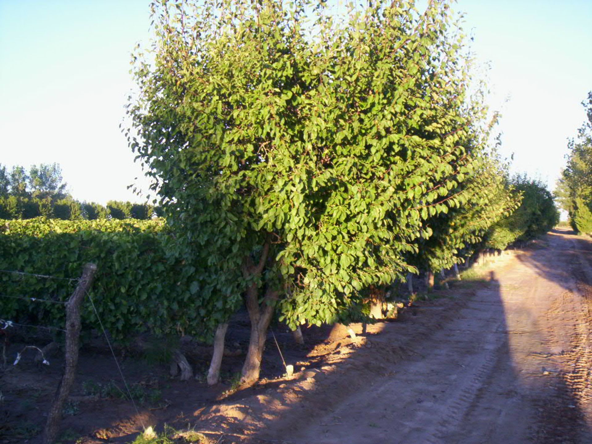 Campo en Venta en San Martin, Mendoza