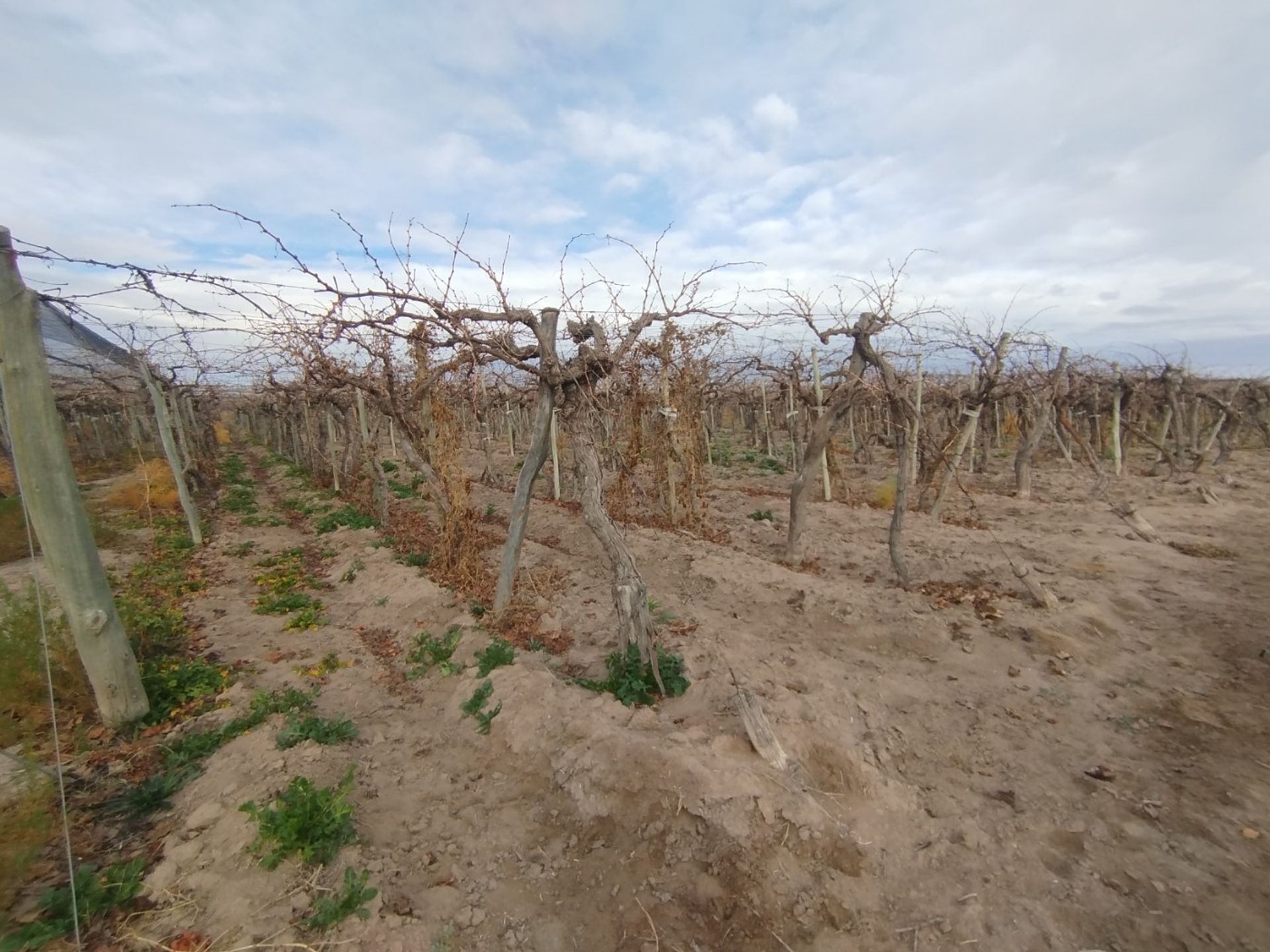 Campo en Venta en San Martin, Mendoza