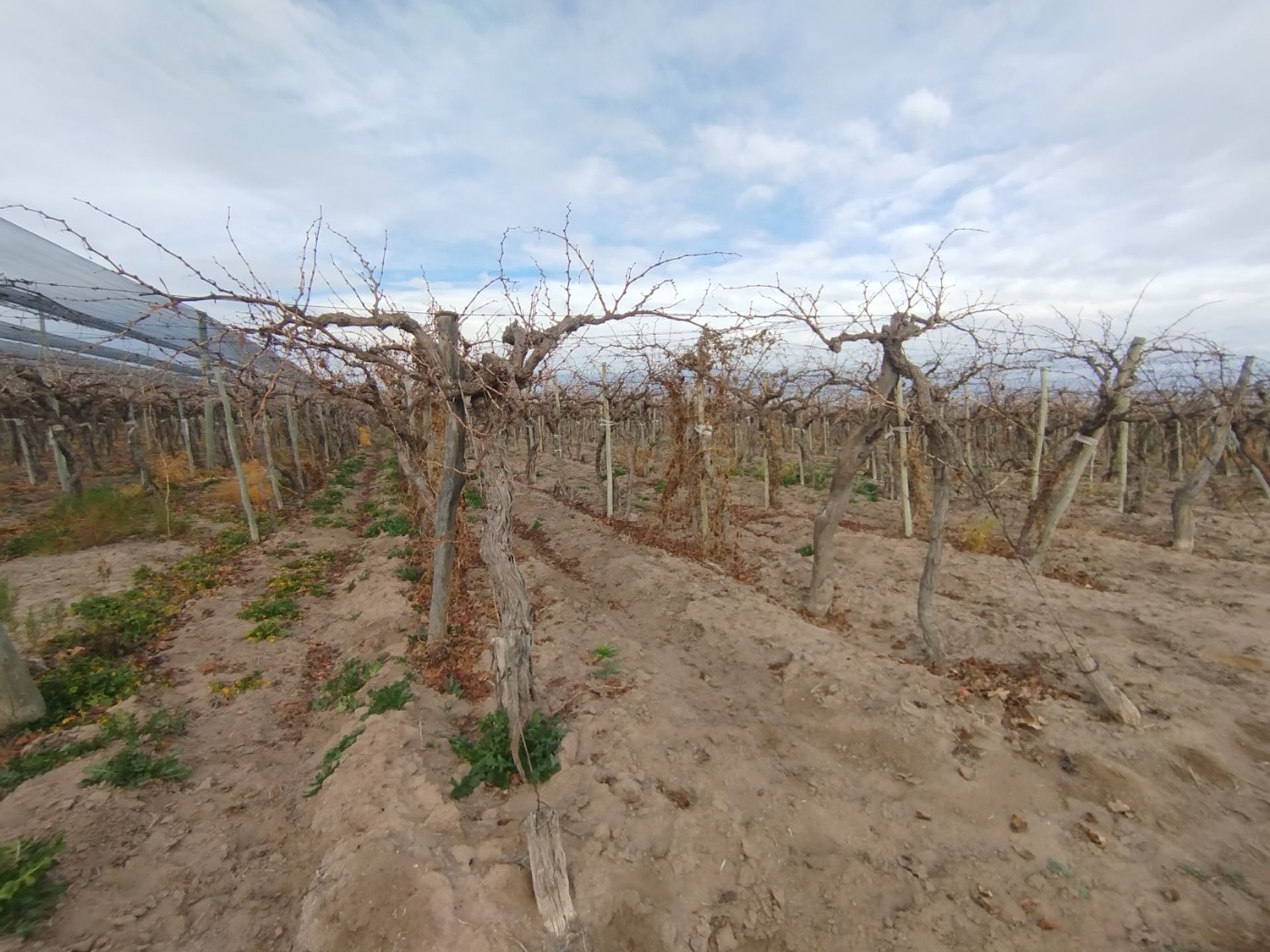 Campo en Venta en San Martin, Mendoza