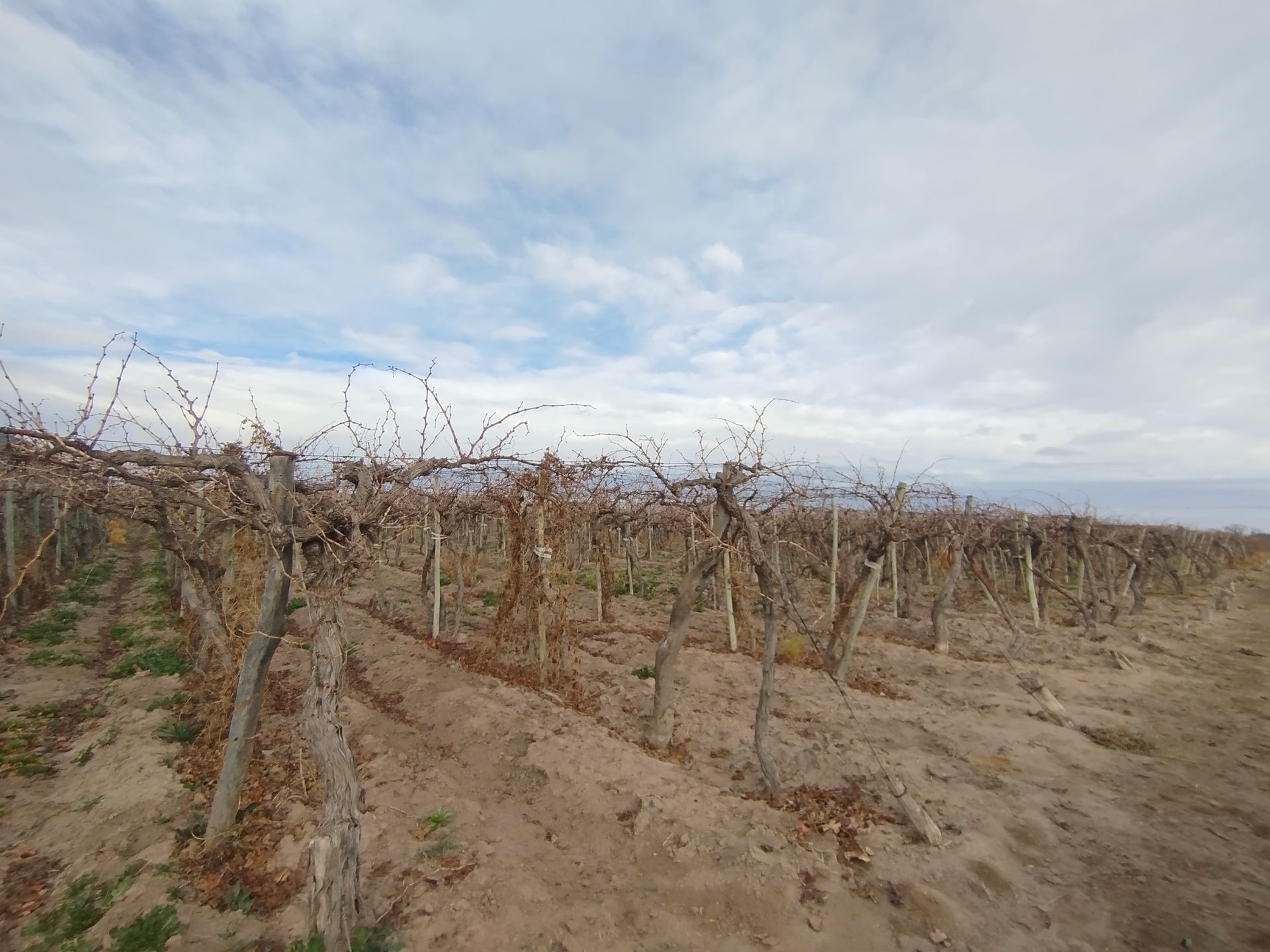 Campo en Venta en San Martin, Mendoza
