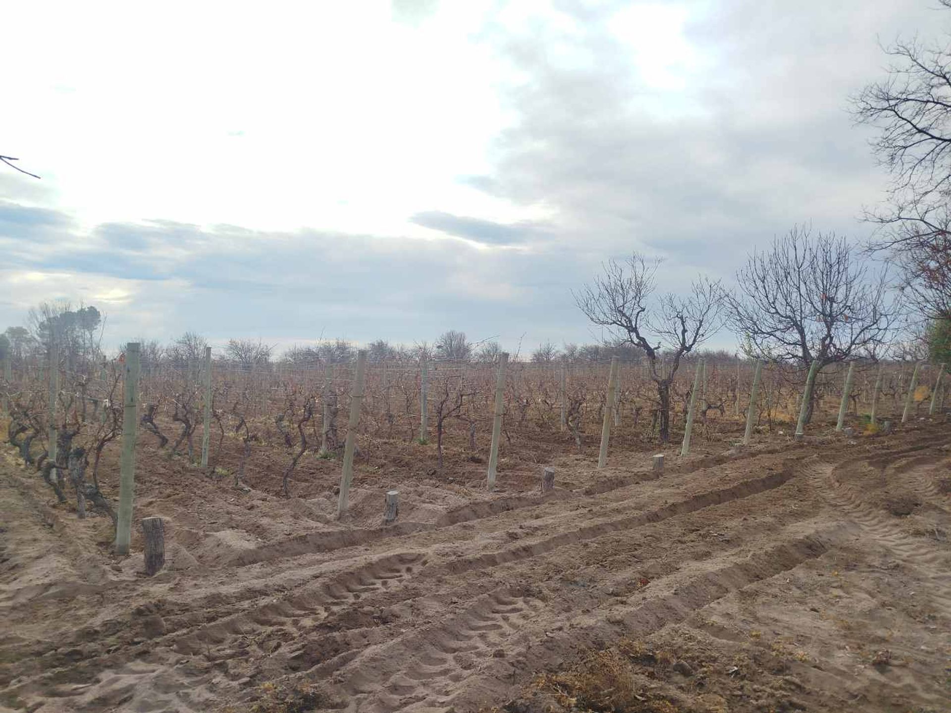 Campo en Venta en San Martin, Mendoza