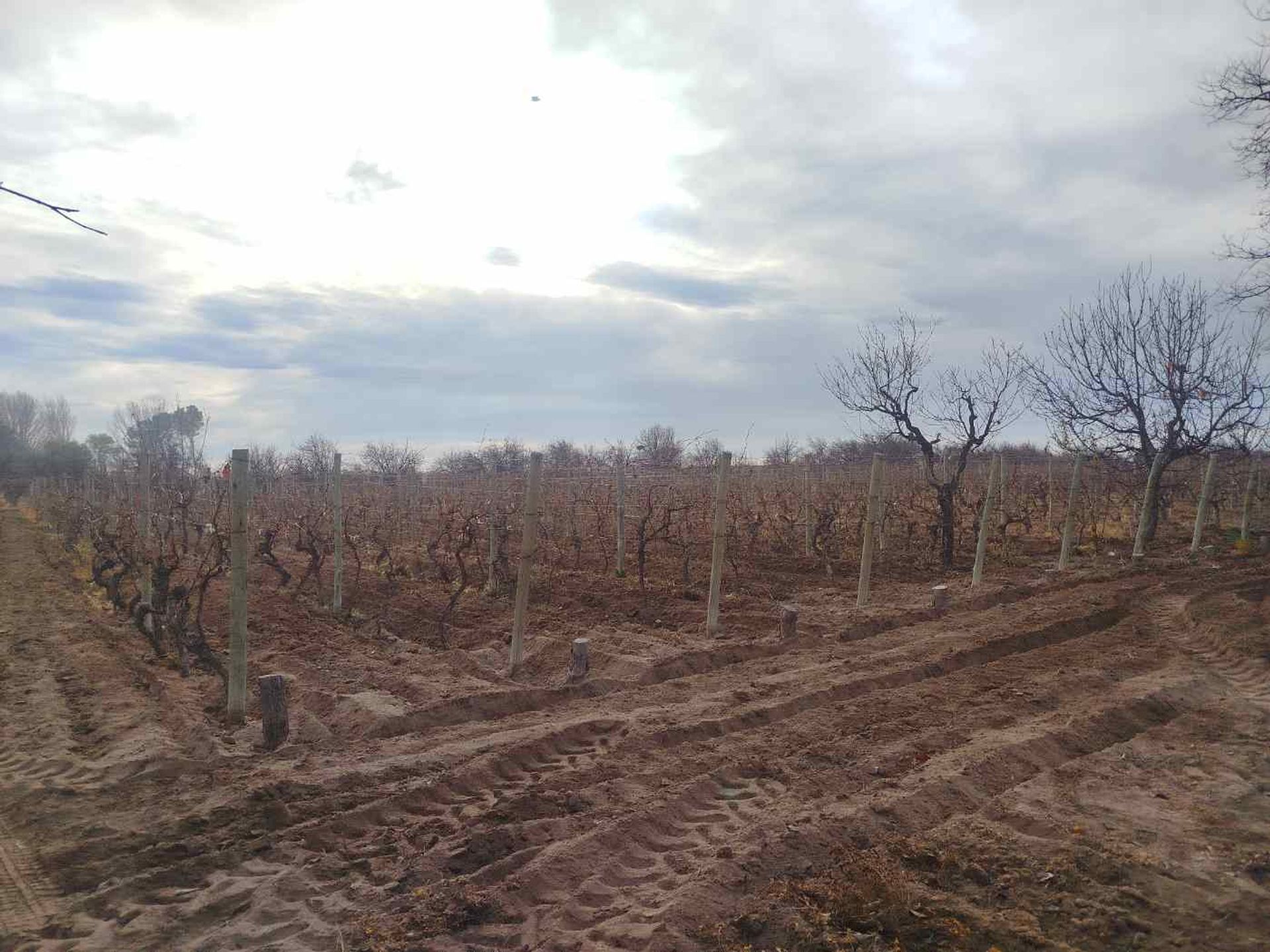 Campo en Venta en San Martin, Mendoza