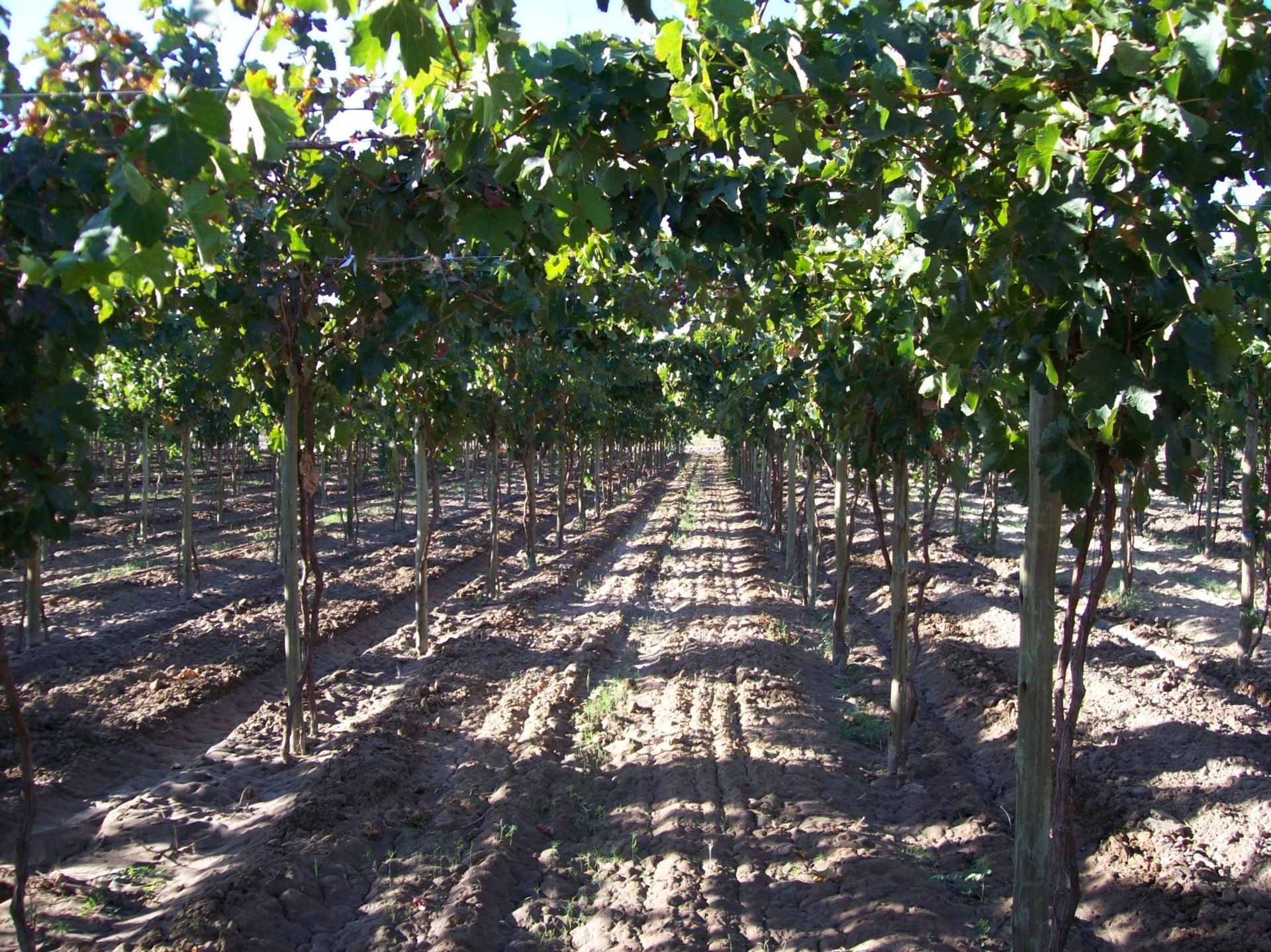 Campo en Venta en San Martin, Mendoza