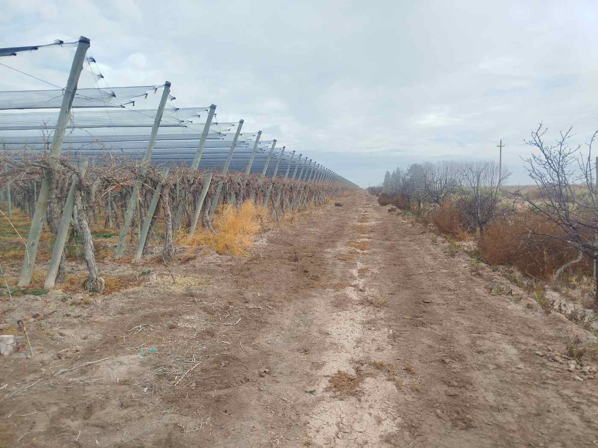 Campo en Venta en San Martin, Mendoza