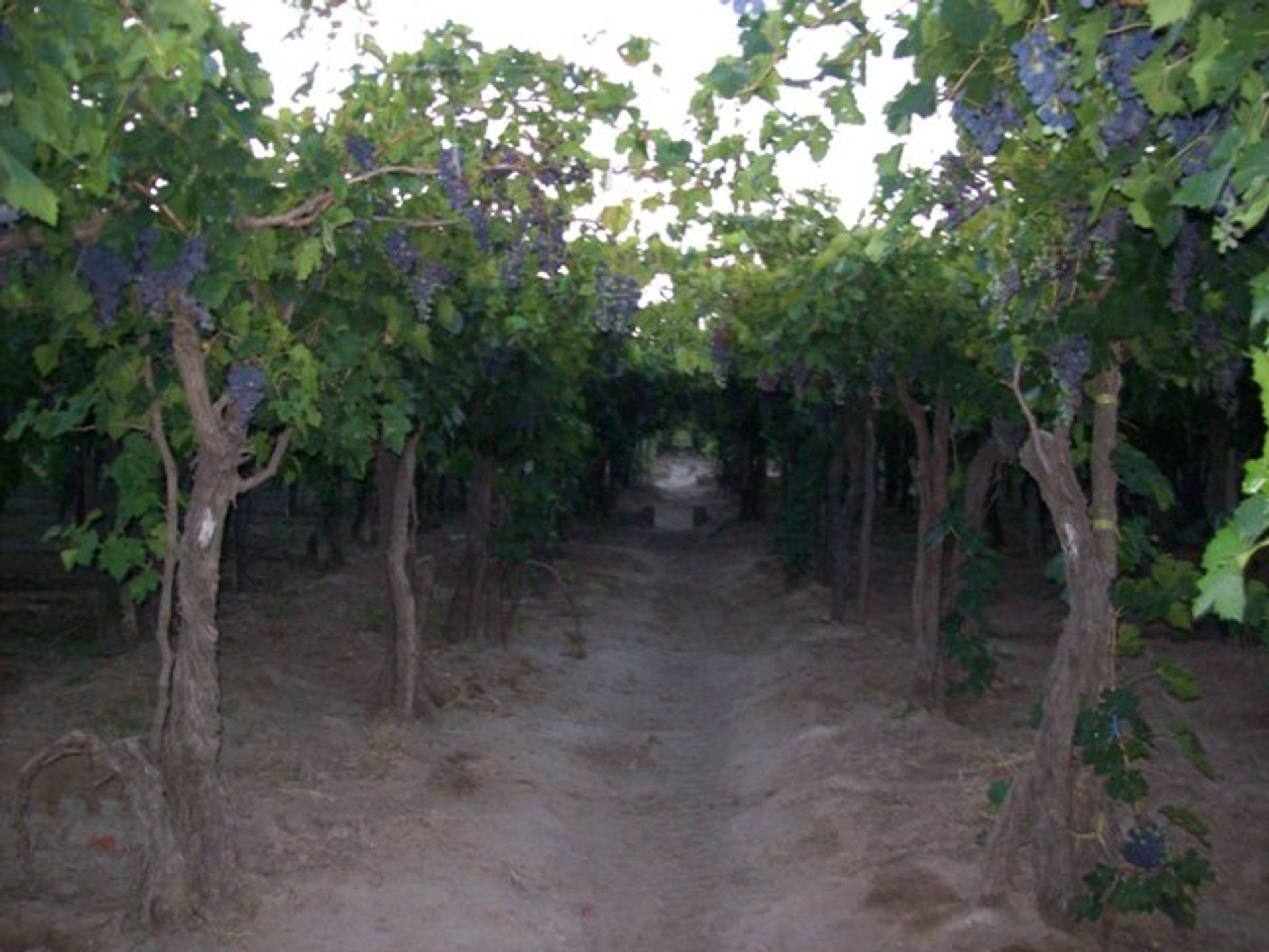 Campo en Venta en San Martin, Mendoza