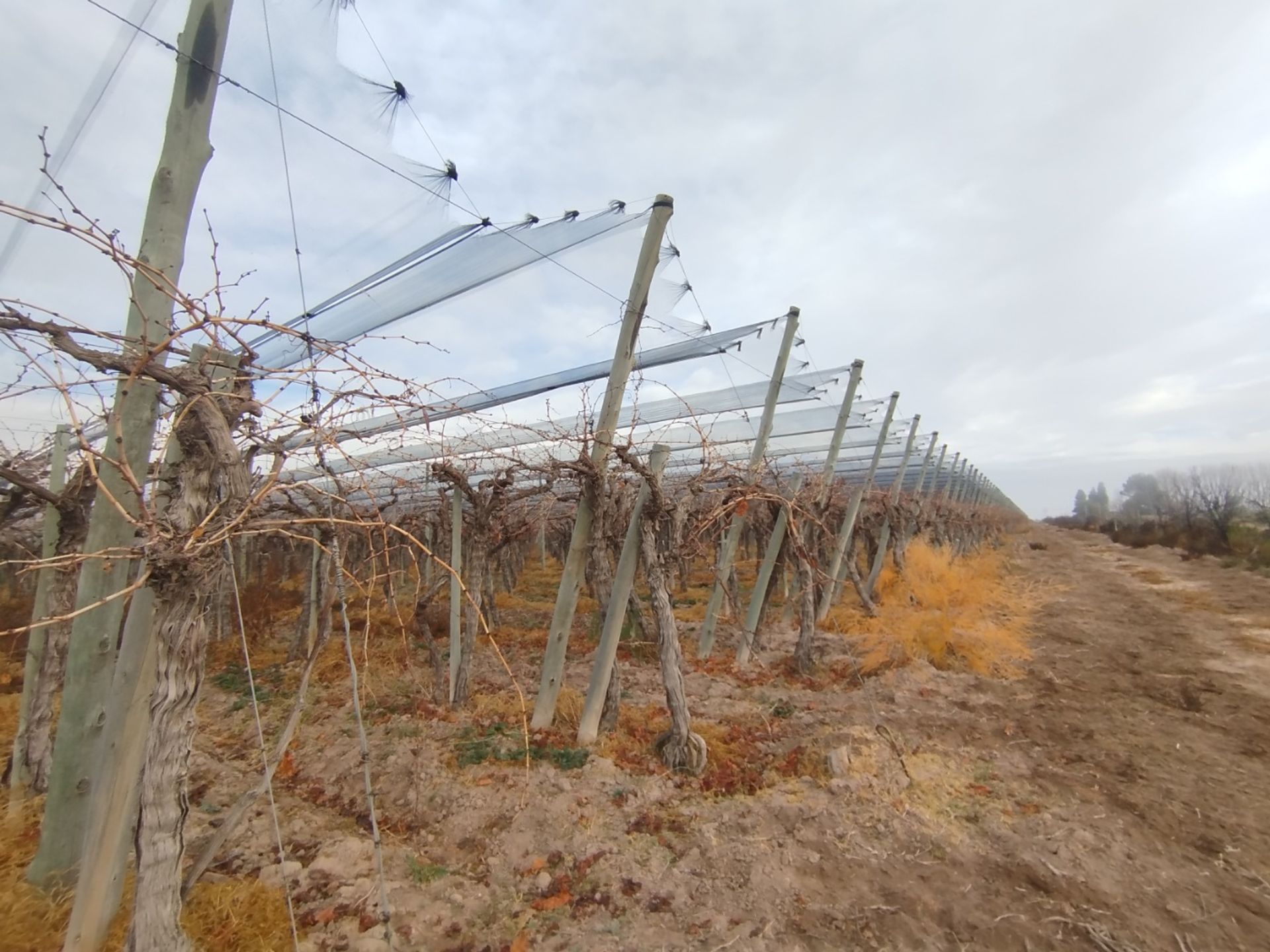 Campo en Venta en San Martin, Mendoza