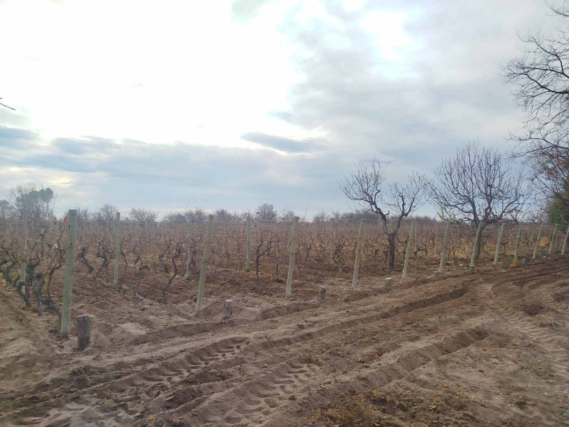 Campo en Venta en San Martin, Mendoza