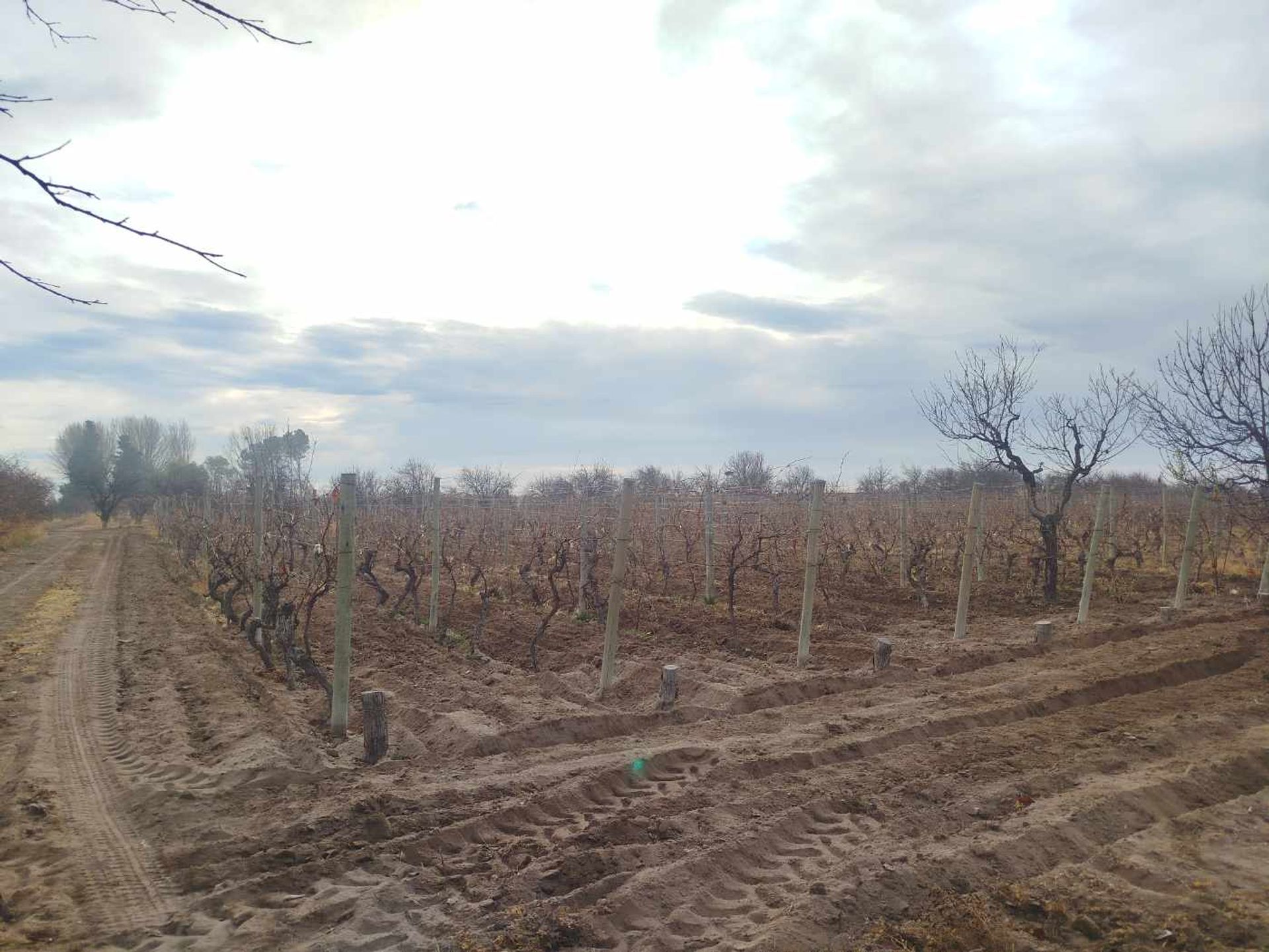 Campo en Venta en San Martin, Mendoza