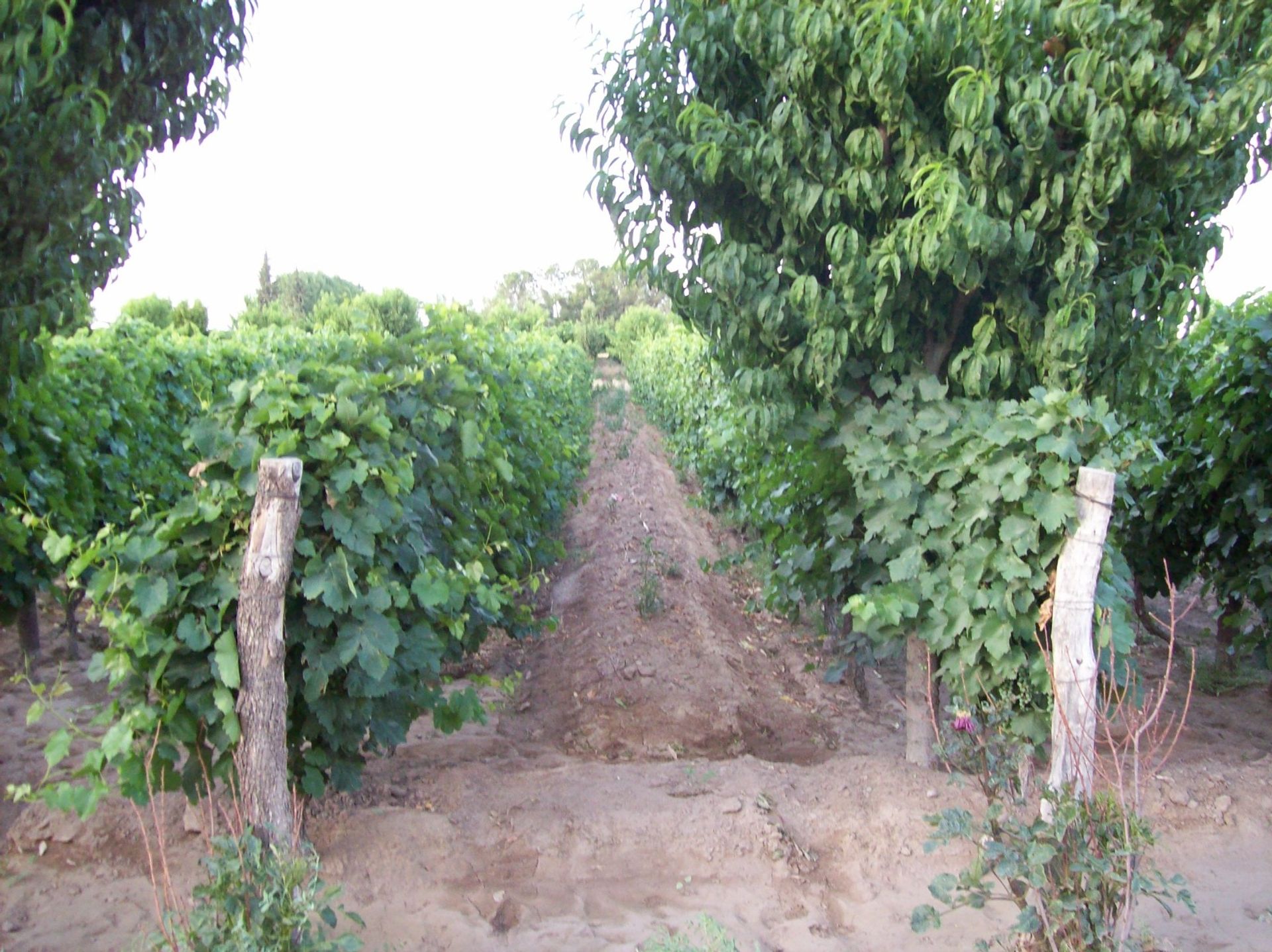 Campo en Venta en San Martin, Mendoza