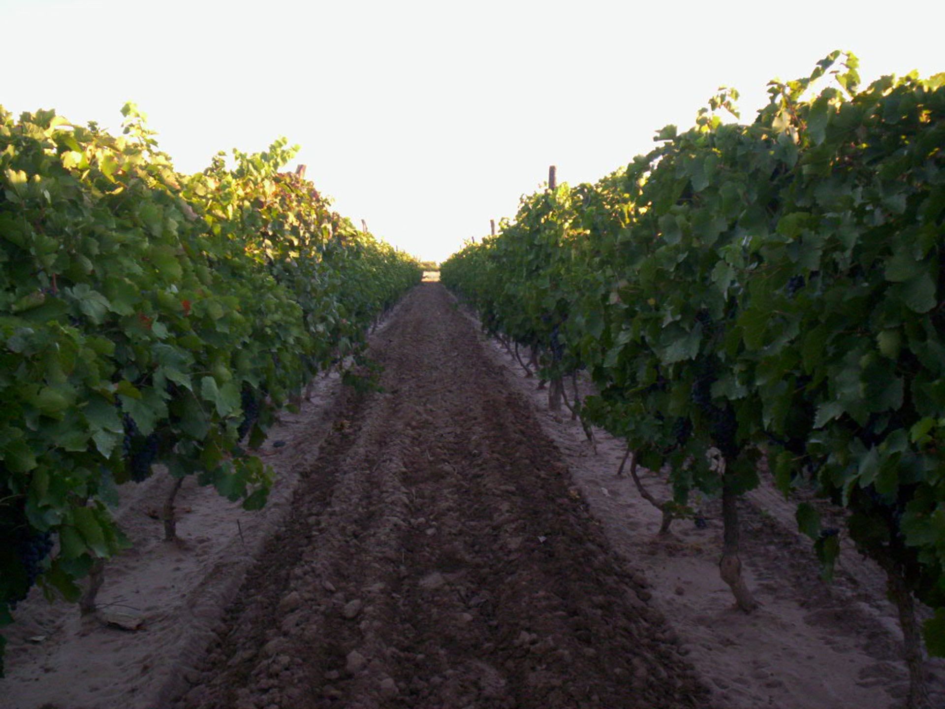 Campo en Venta en San Martin, Mendoza