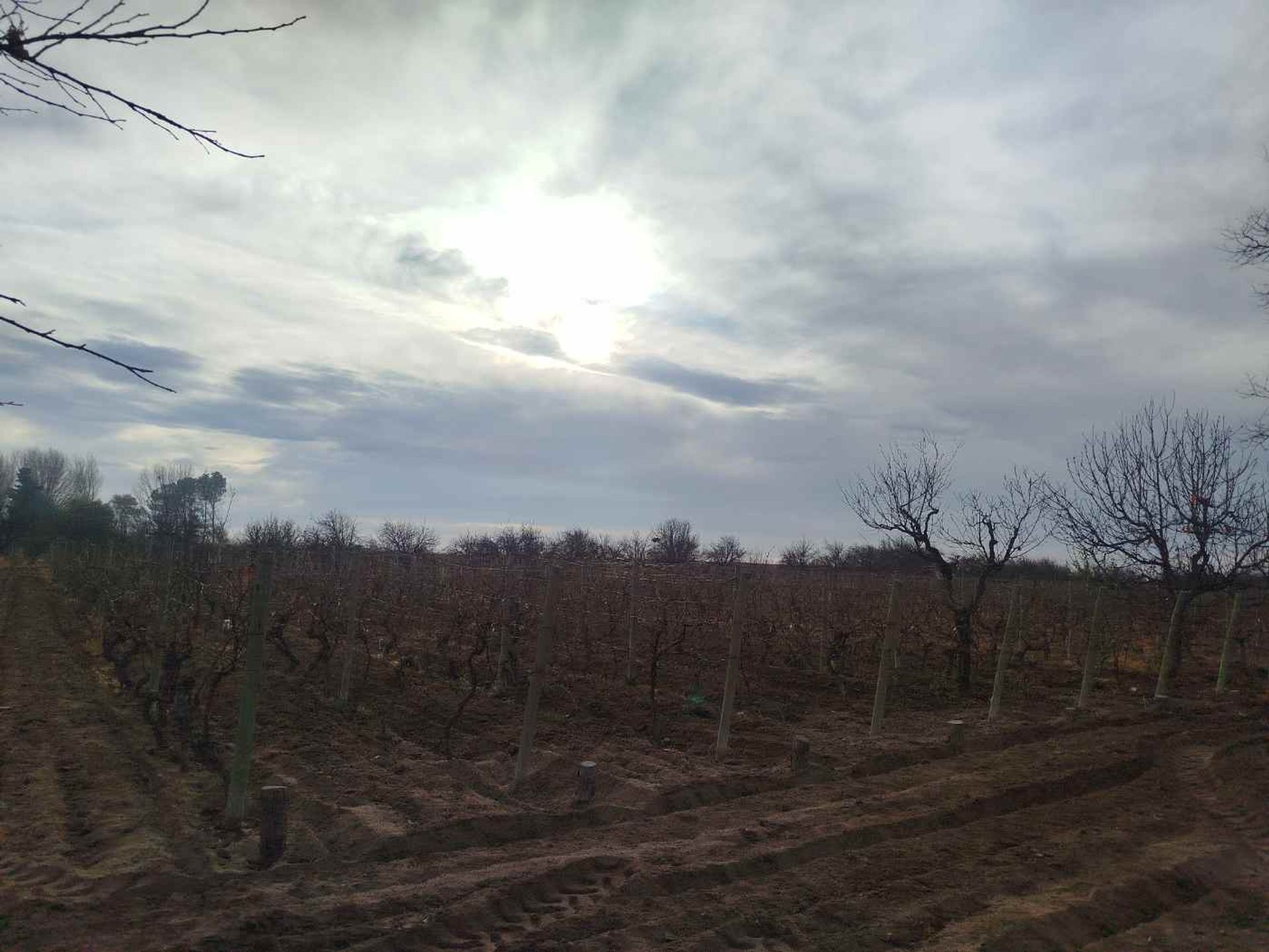 Campo en Venta en San Martin, Mendoza