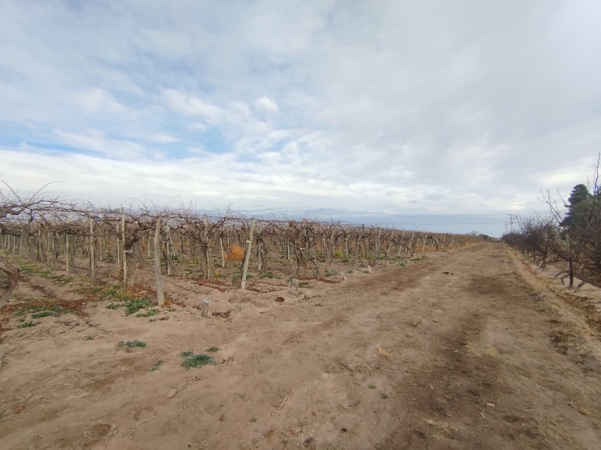 Campo en Venta en San Martin, Mendoza