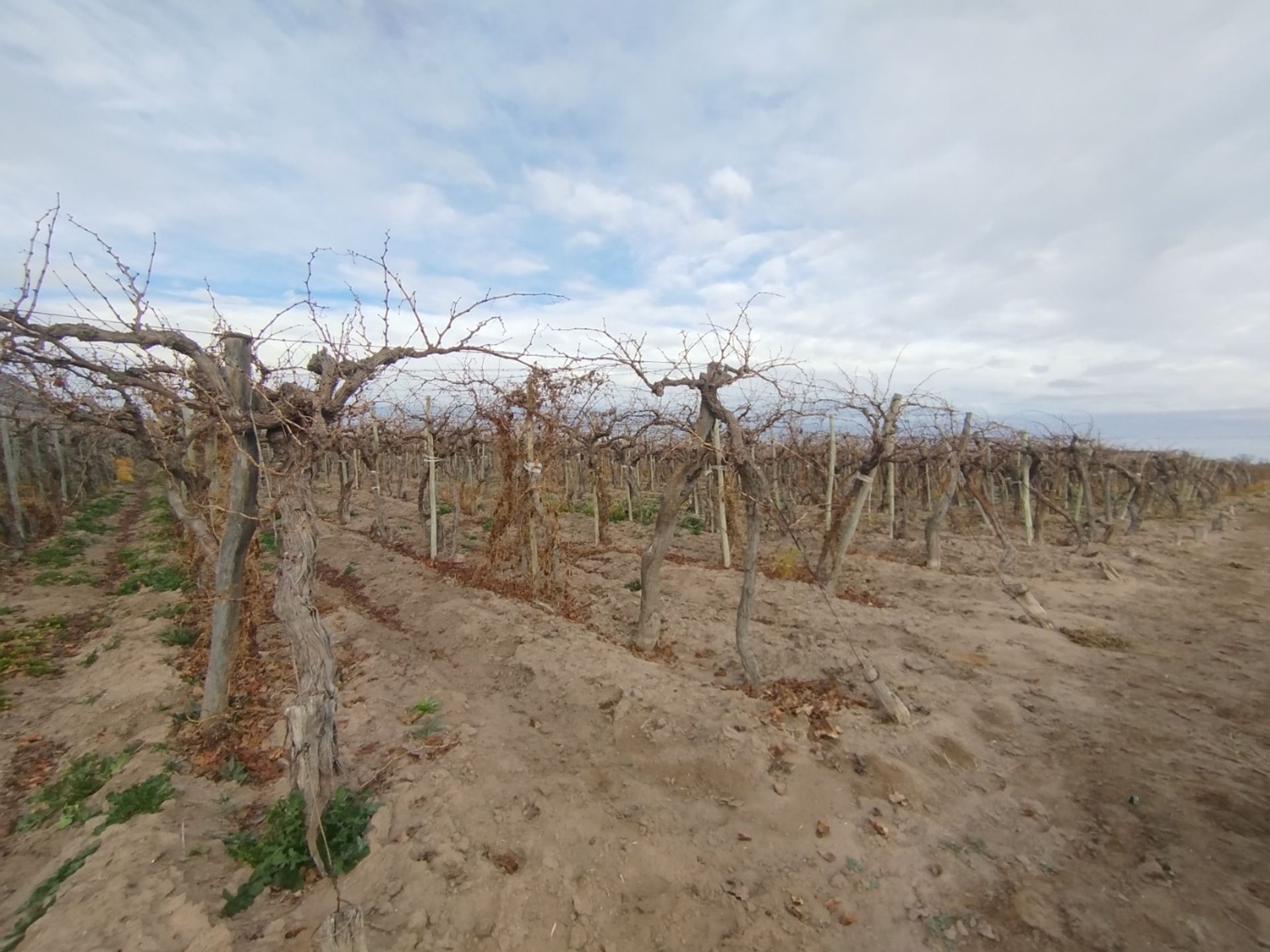 Campo en Venta en San Martin, Mendoza