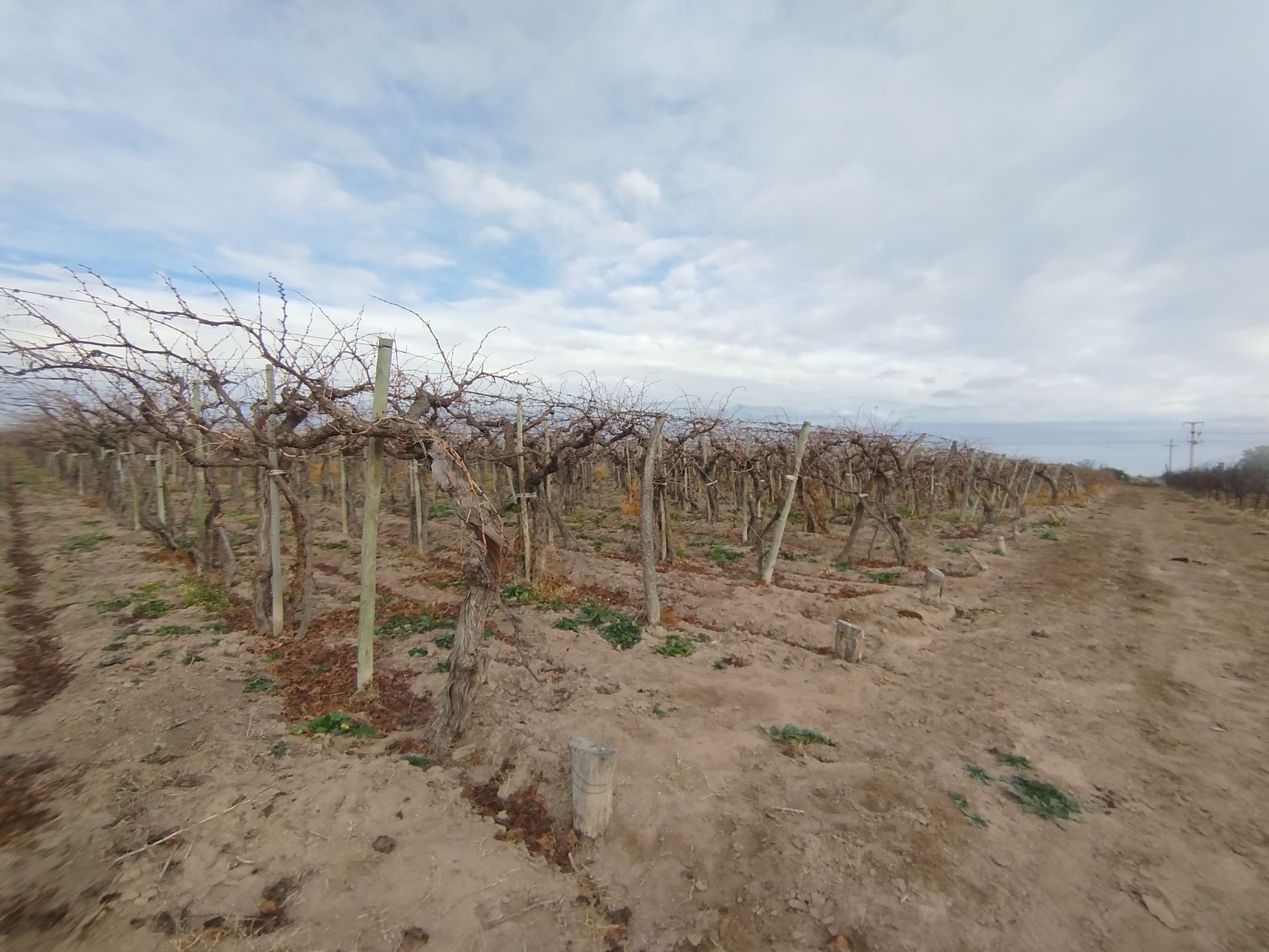 Campo en Venta en San Martin, Mendoza