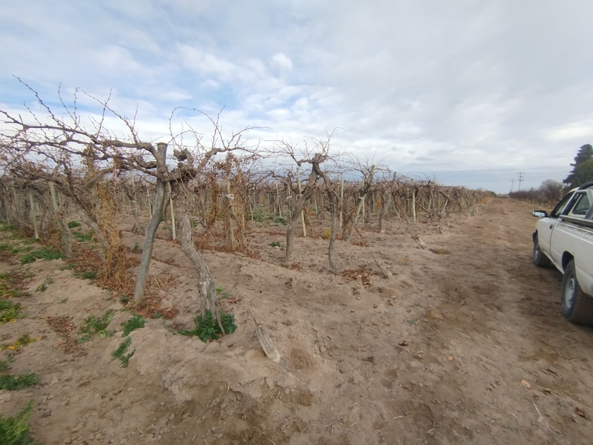 Campo en Venta en San Martin, Mendoza