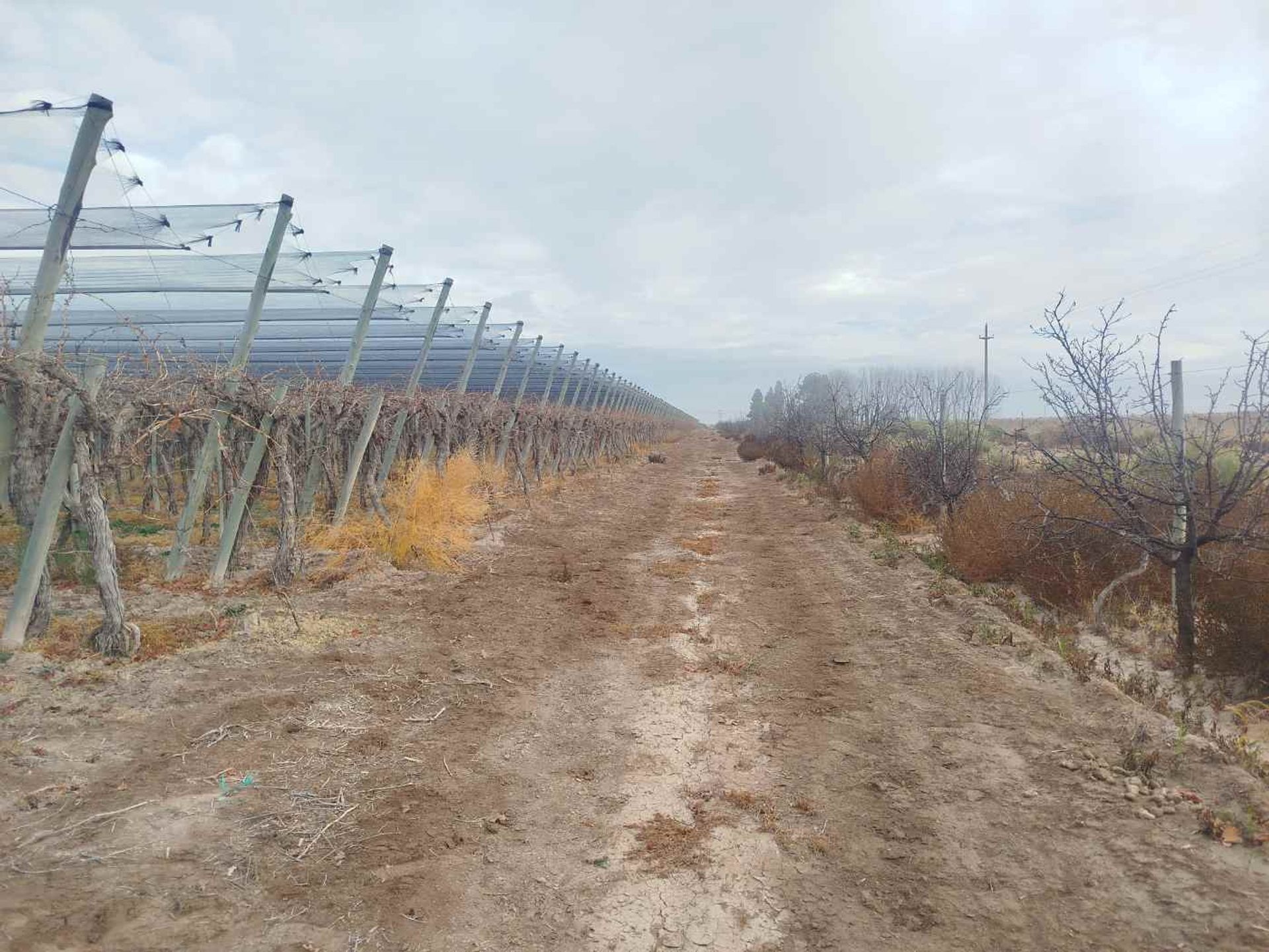 Campo en Venta en San Martin, Mendoza