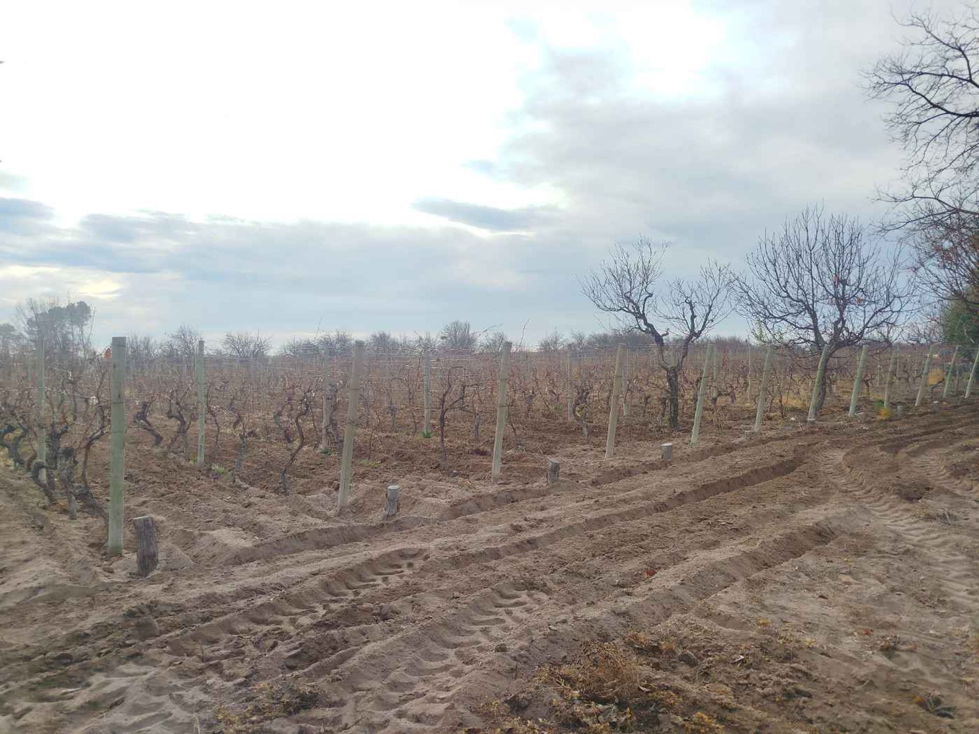 Campo en Venta en San Martin, Mendoza