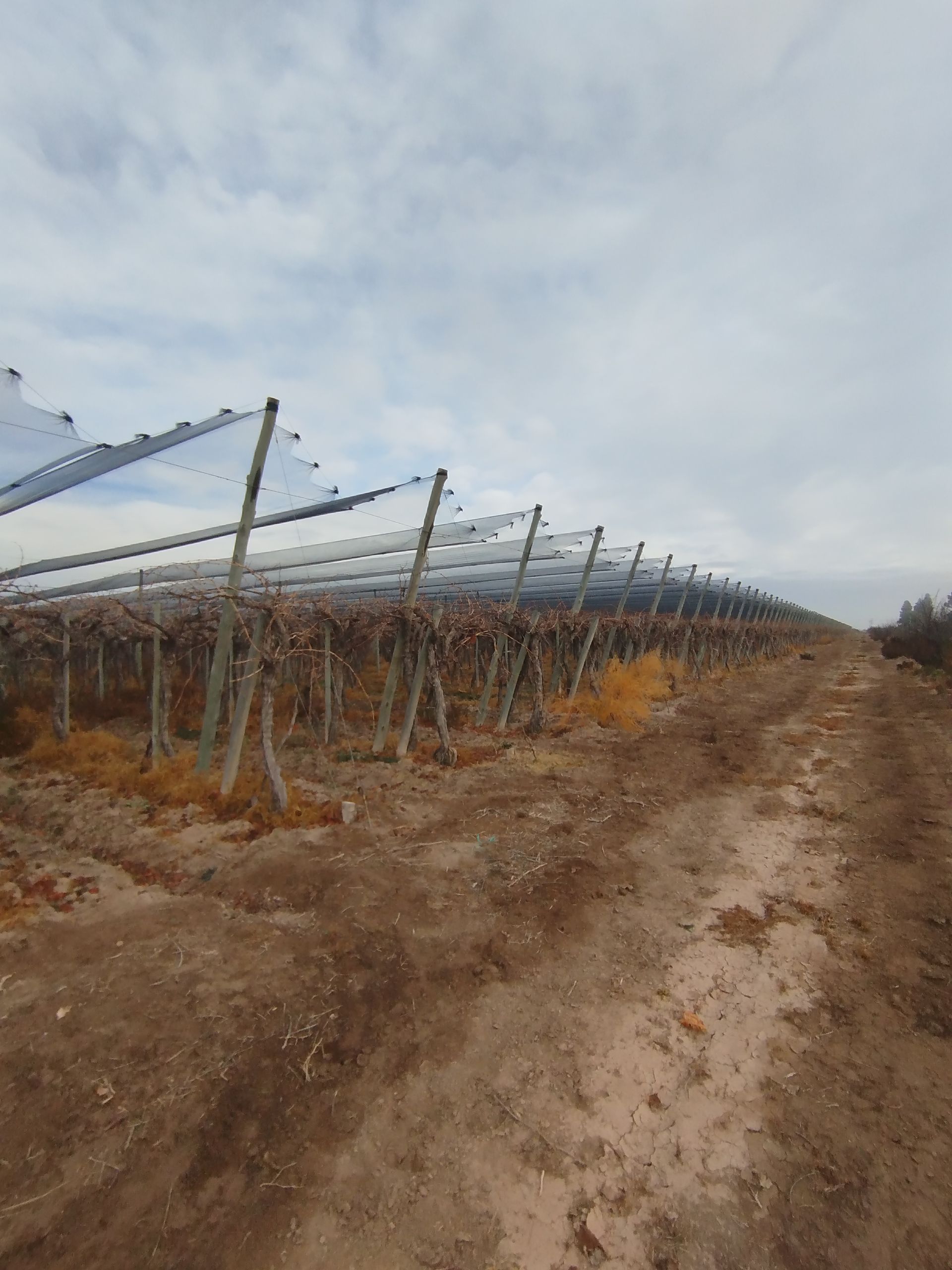 Campo en Venta en San Martin, Mendoza
