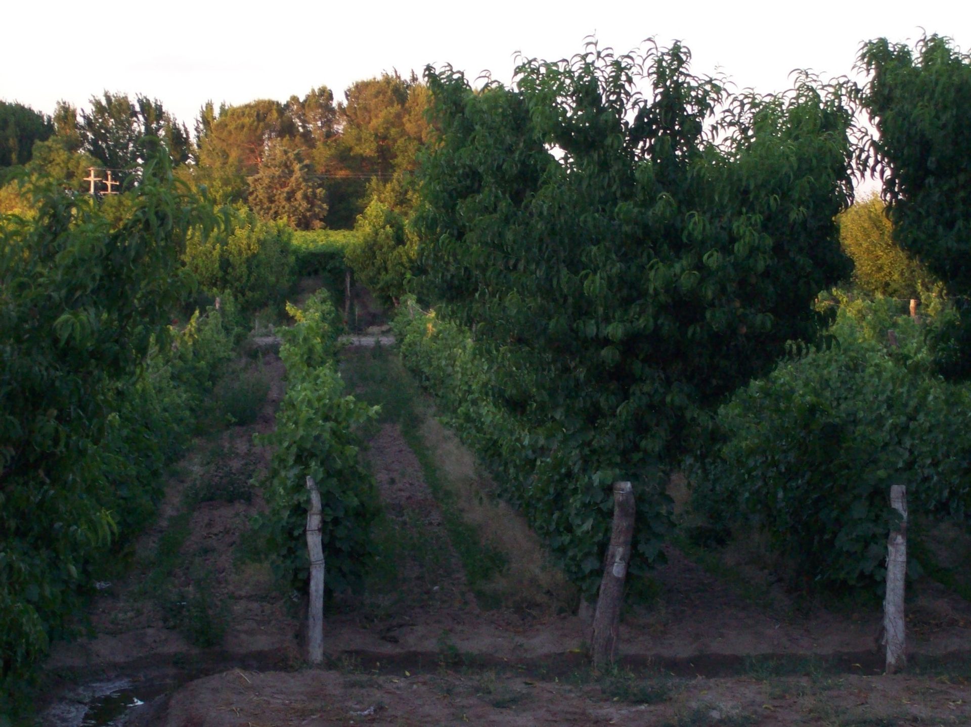 Campo en Venta en San Martin, Mendoza