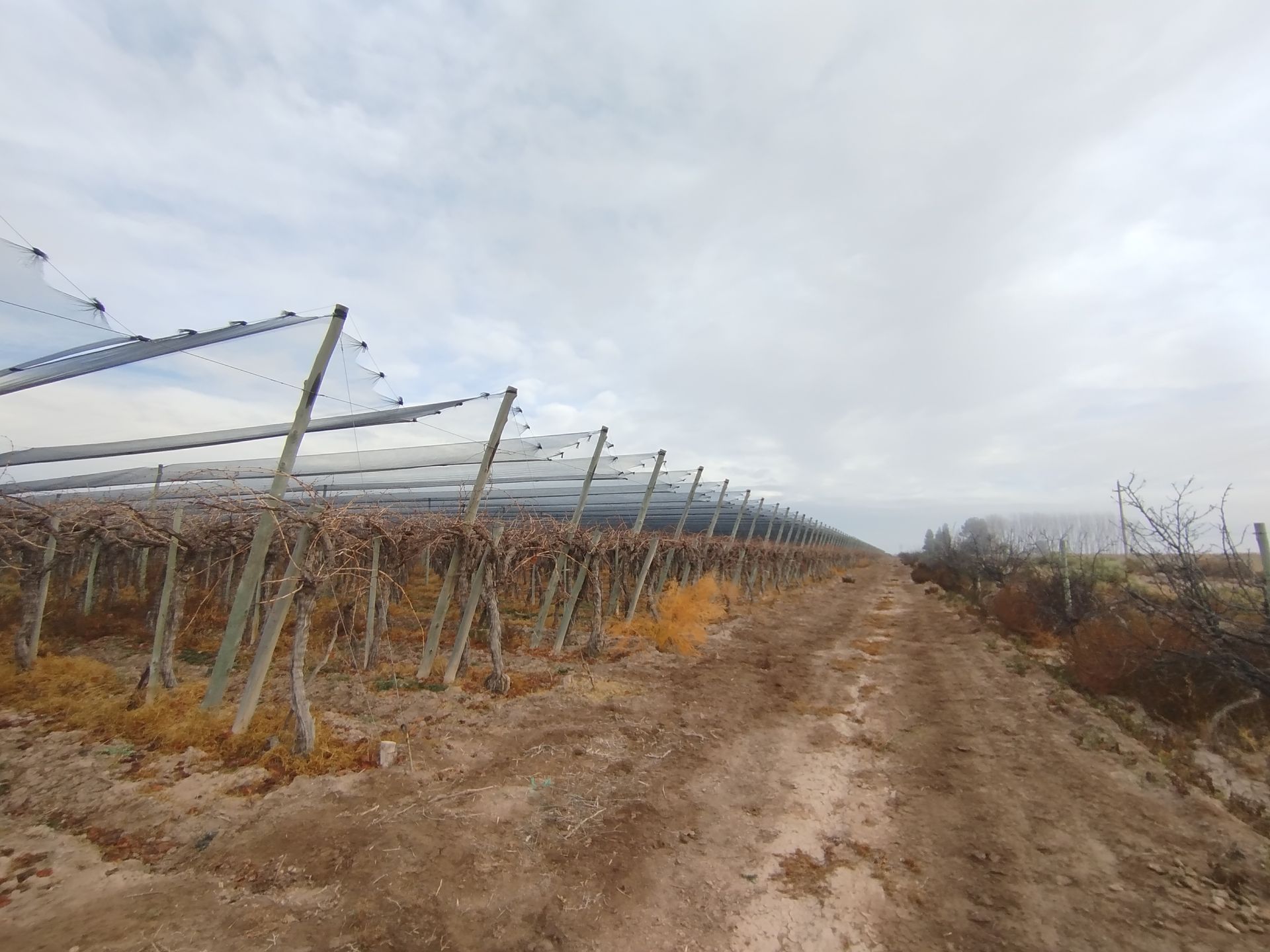 Campo en Venta en San Martin, Mendoza
