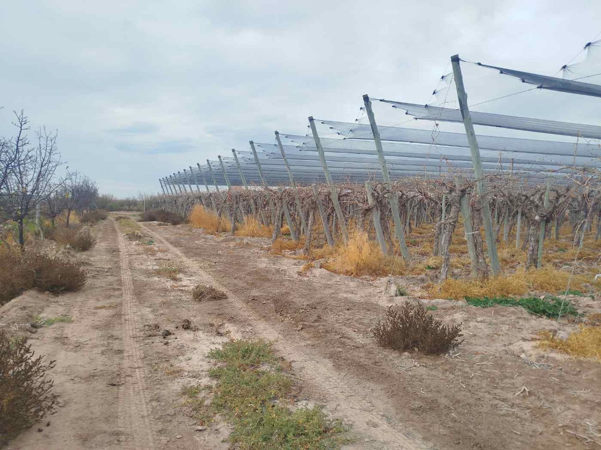 Campo en Venta en San Martin, Mendoza