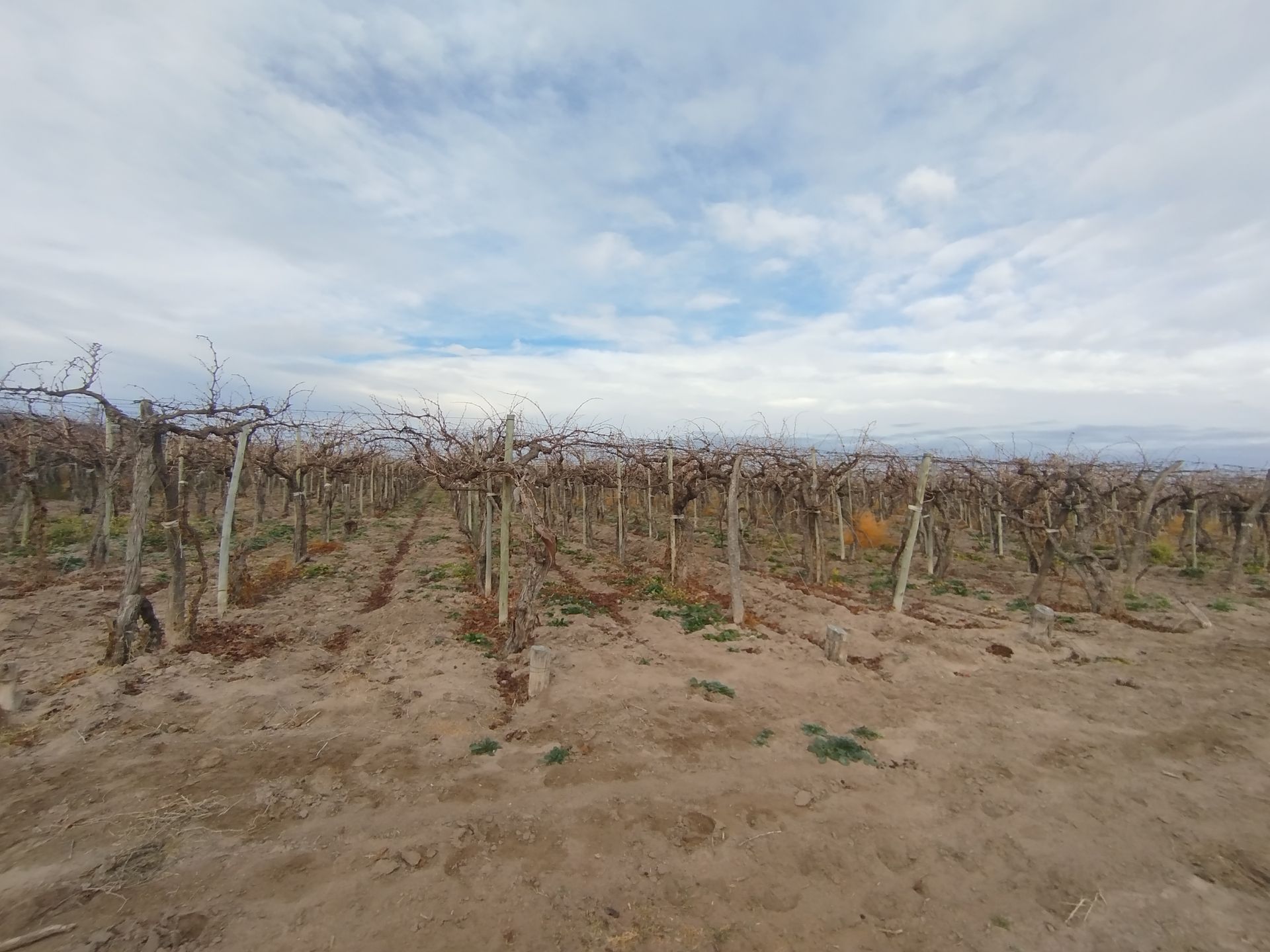 Campo en Venta en San Martin, Mendoza