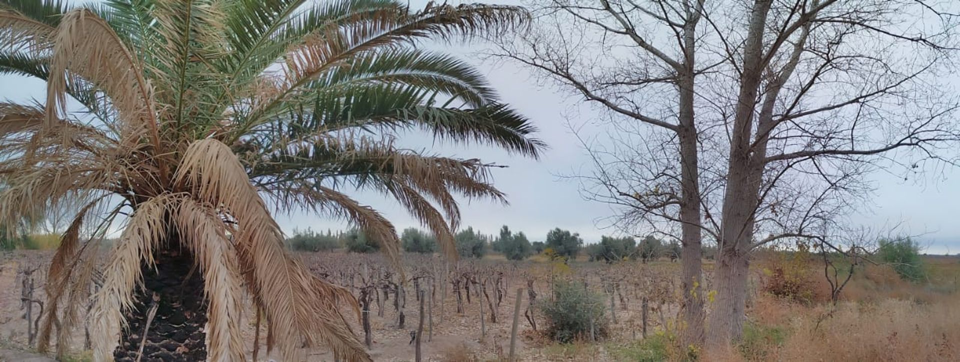 Campo en Venta en Junin, Mendoza