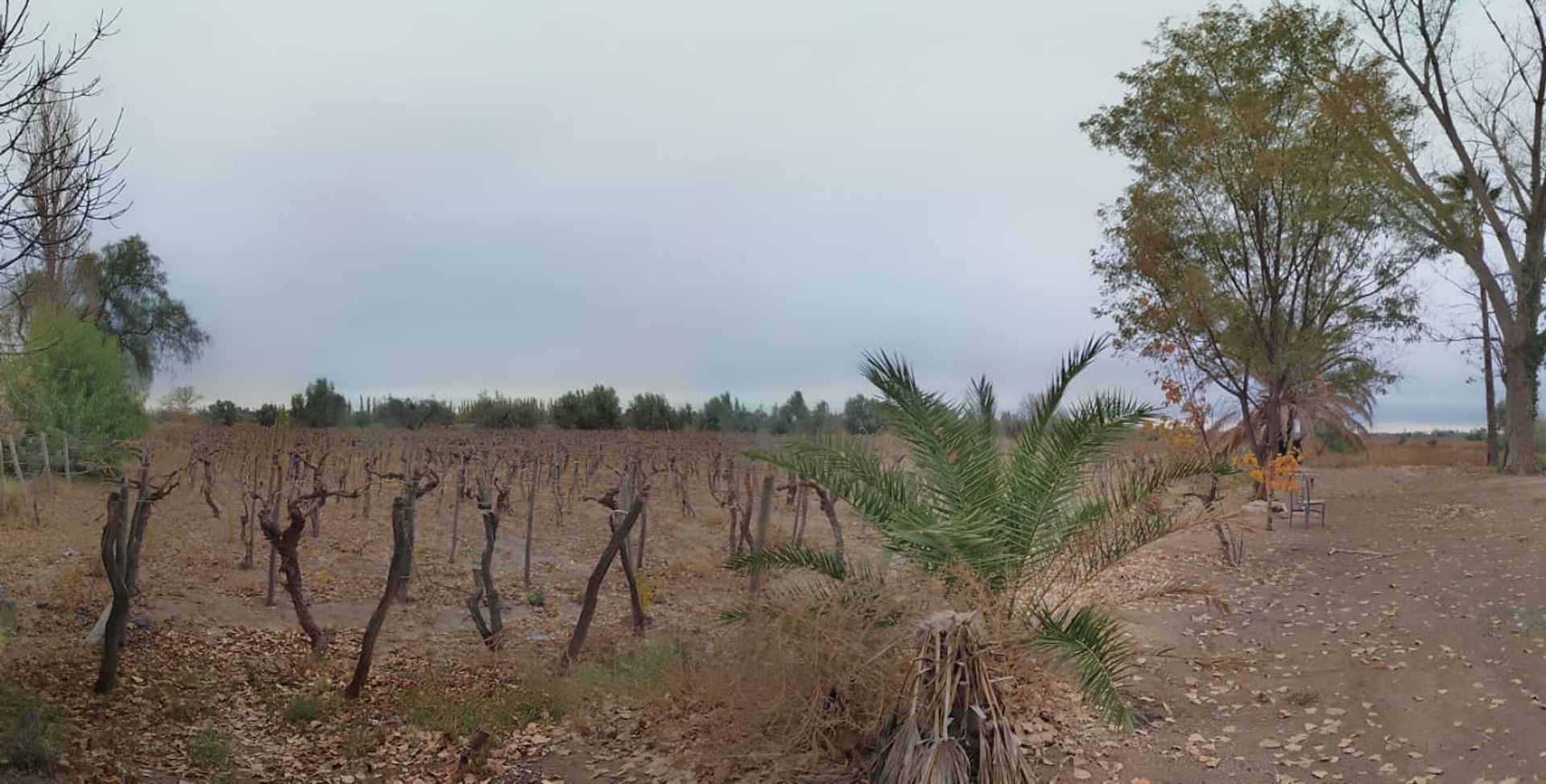 Campo en Venta en Junin, Mendoza