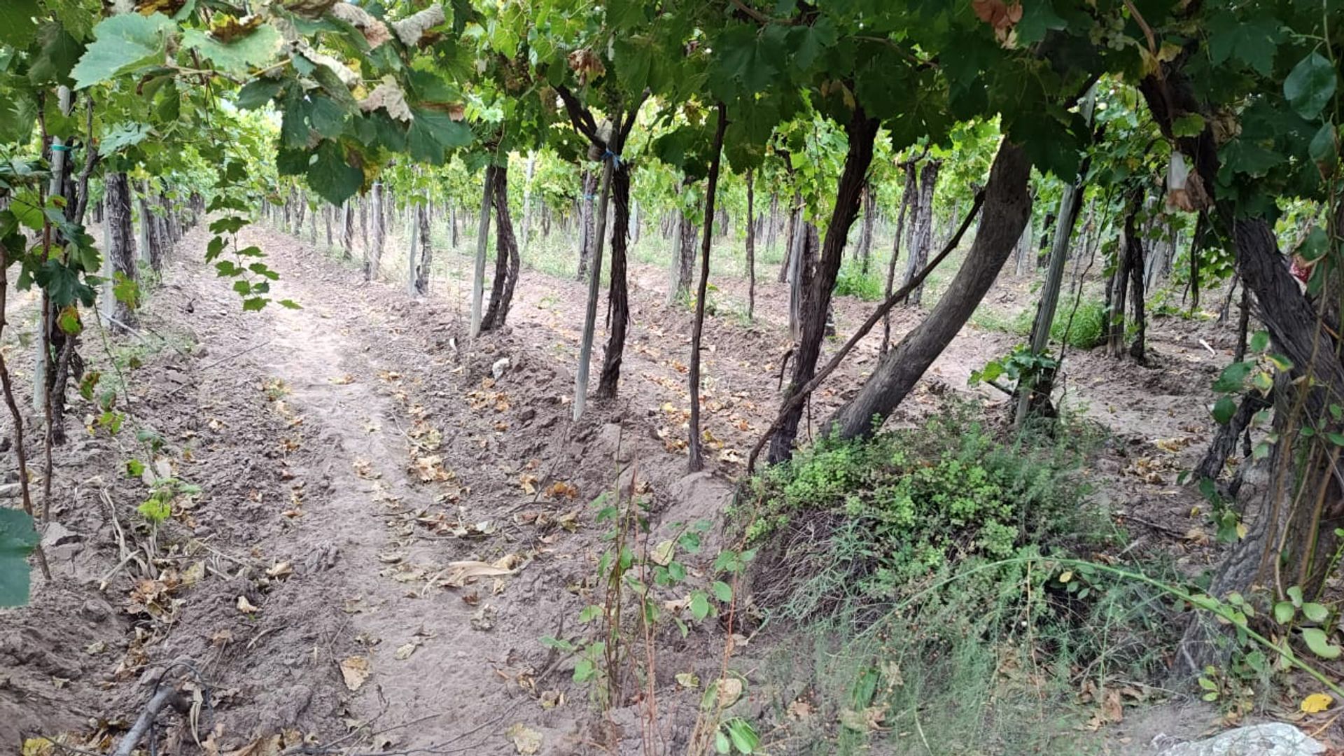 Campo en Venta en San Martin, Mendoza - USD 65.000 | Inmoup - 10