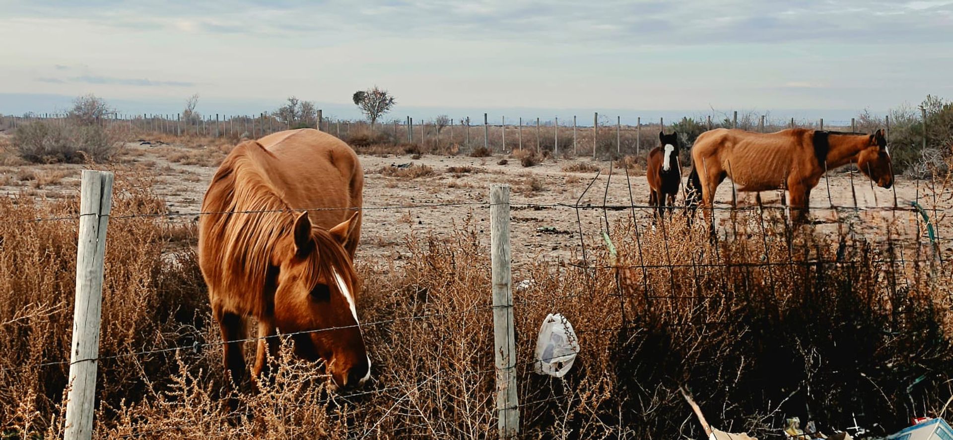 Lote en Venta en Lujan de Cuyo, Mendoza