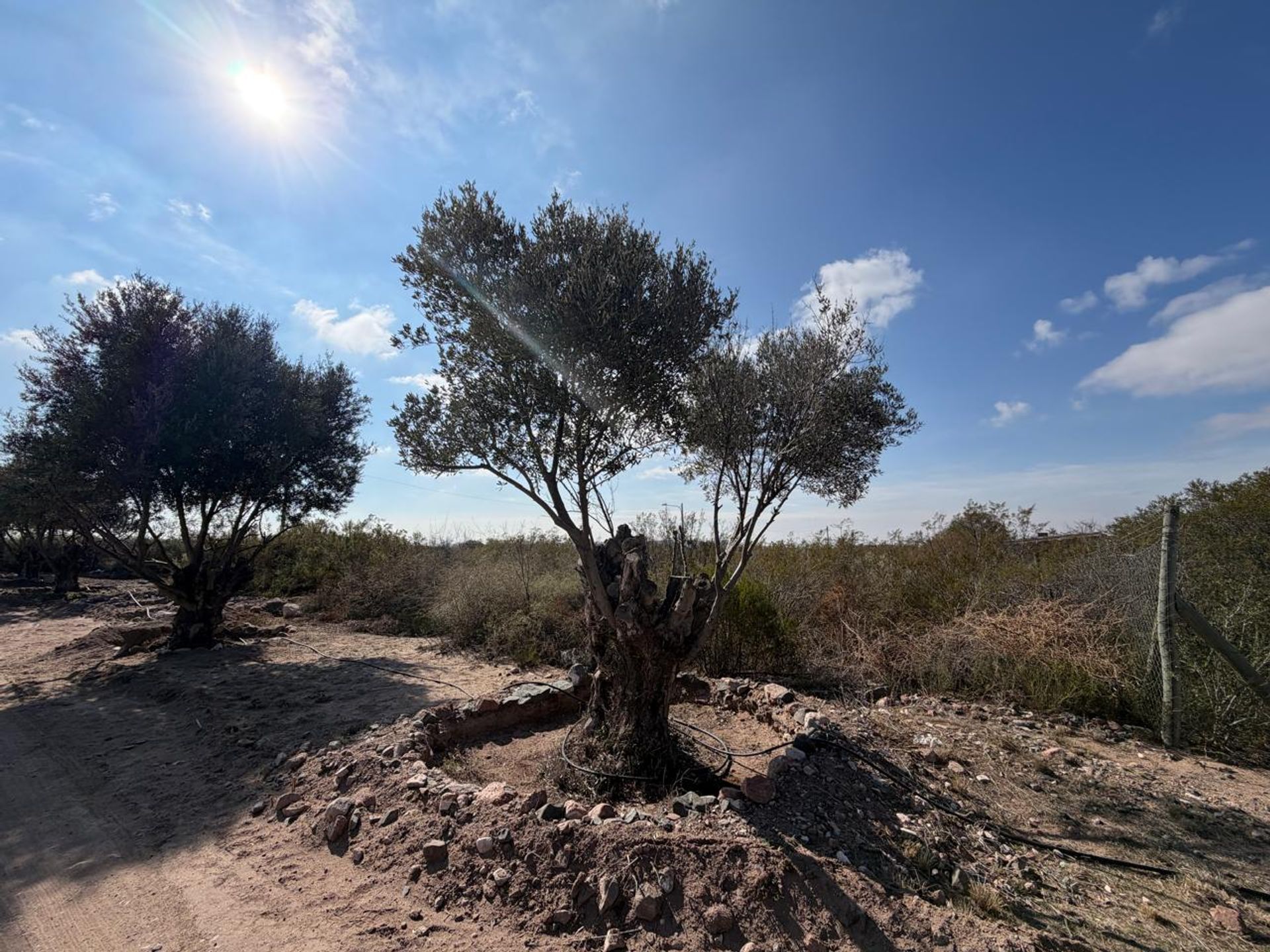 Lote en Venta en Lujan de Cuyo, Mendoza