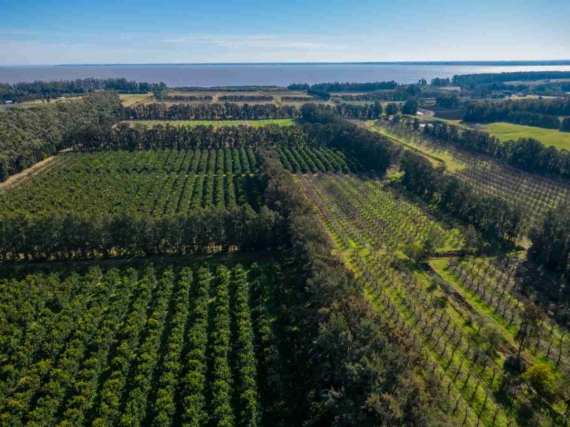 VENTA DE CHACRA 20 has EN PUNTA ESPINILLO - 11