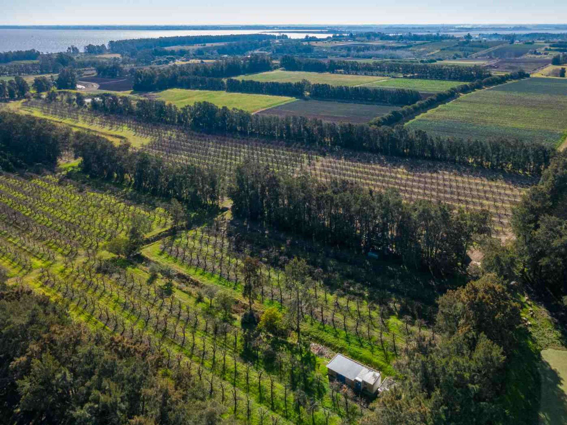VENTA DE CHACRA 20 has EN PUNTA ESPINILLO - 12