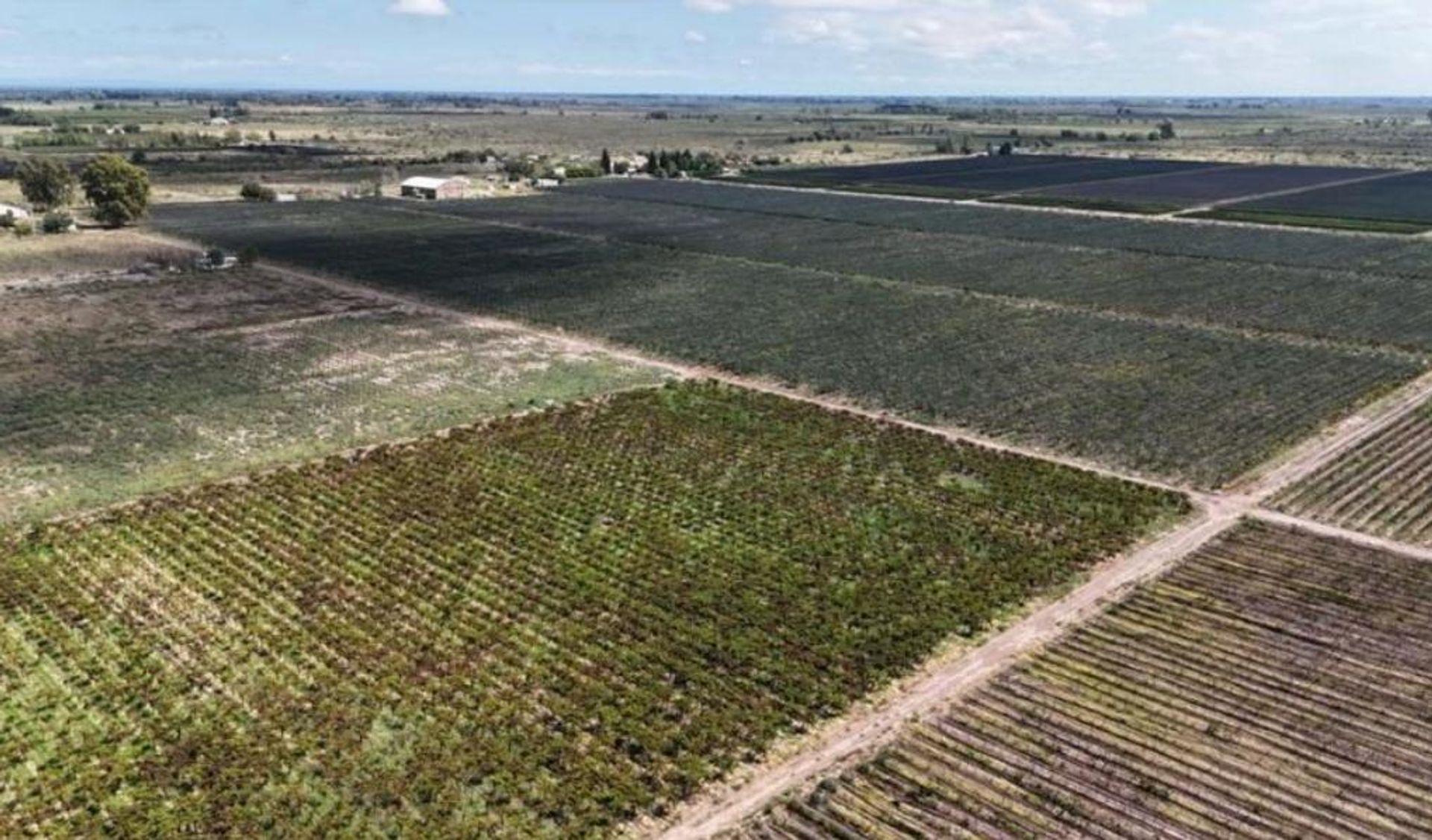 Campo en Venta en Santa Rosa, Mendoza