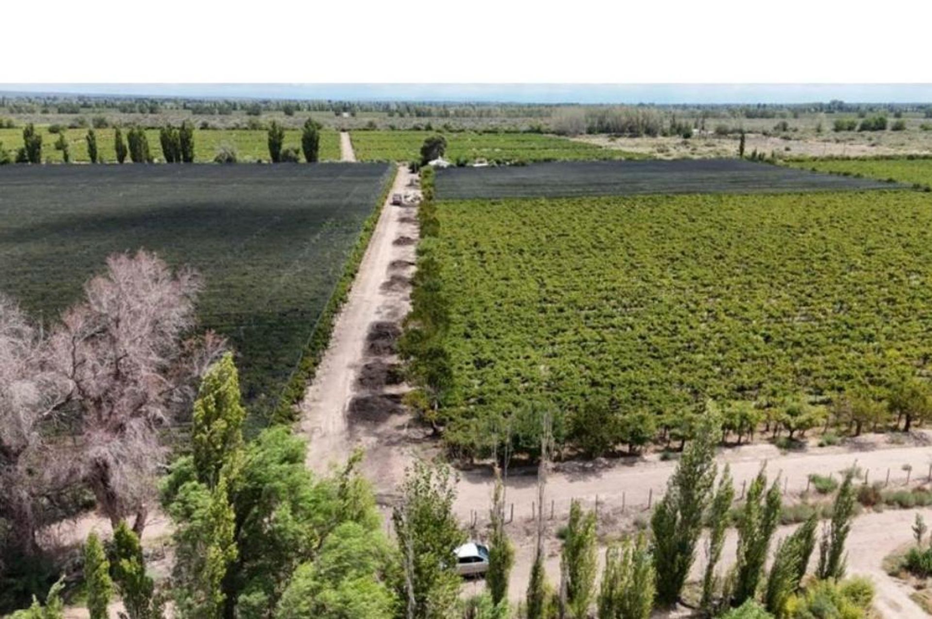 Campo en Venta en Santa Rosa, Mendoza