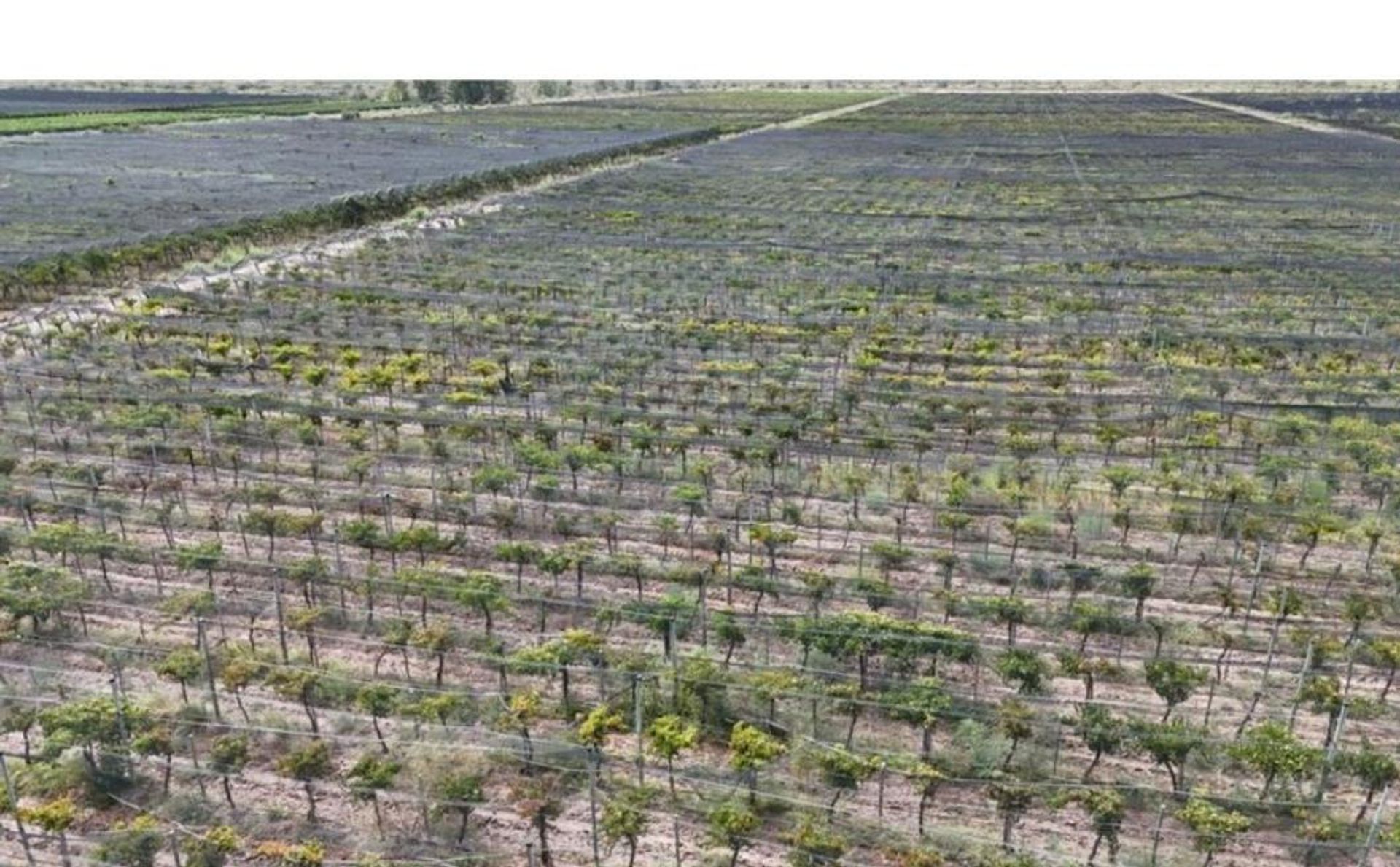 Campo en Venta en Santa Rosa, Mendoza