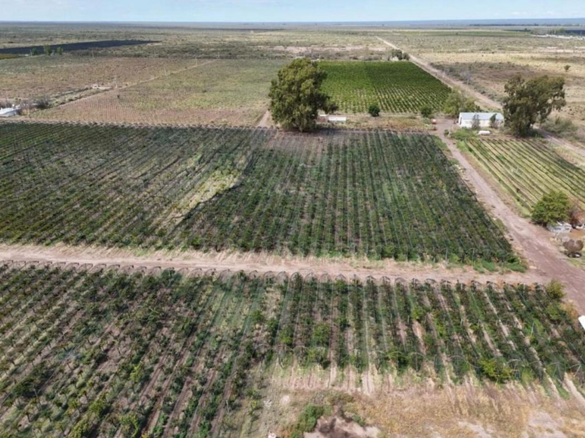 Campo en Venta en Santa Rosa, Mendoza
