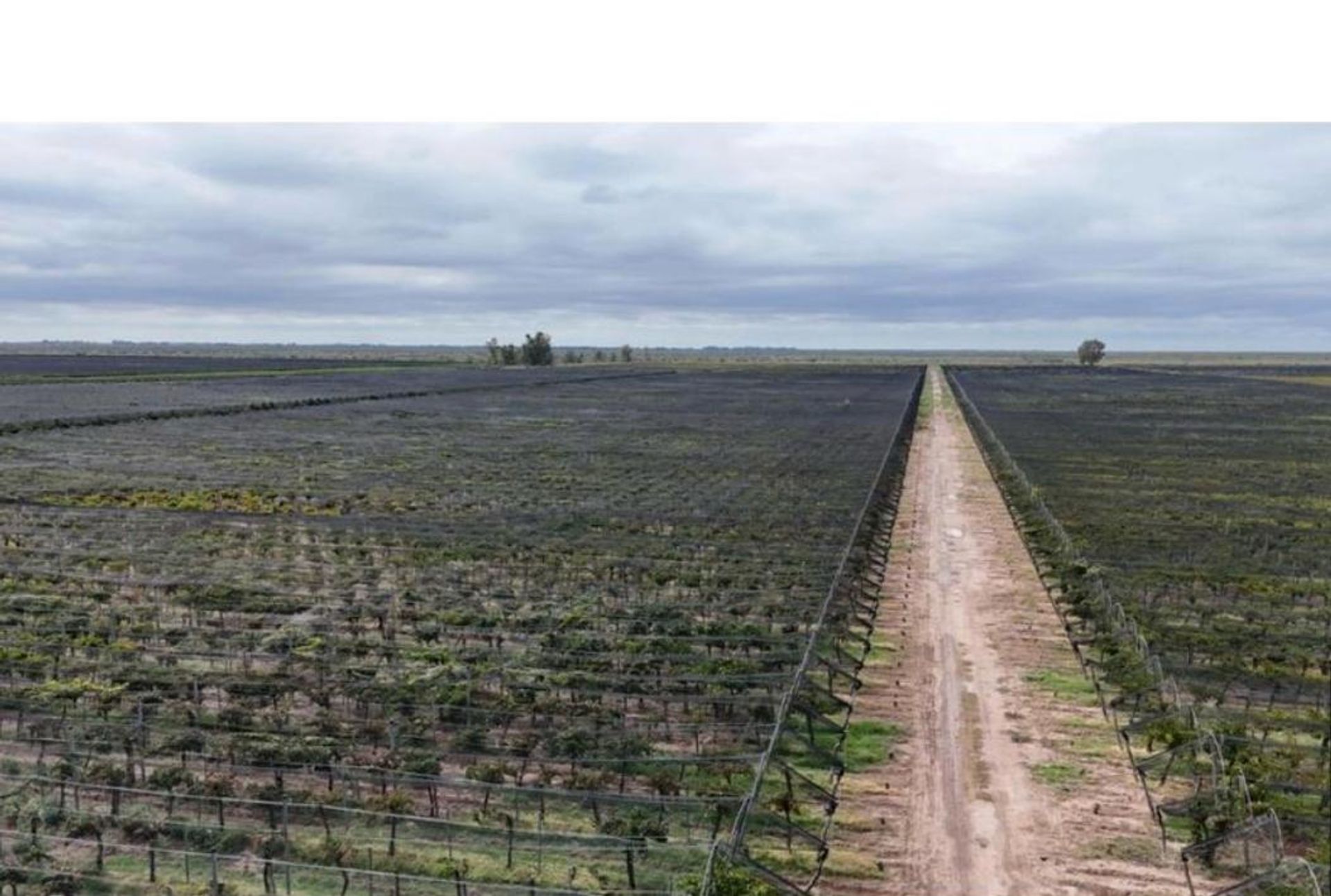Campo en Venta en Santa Rosa, Mendoza
