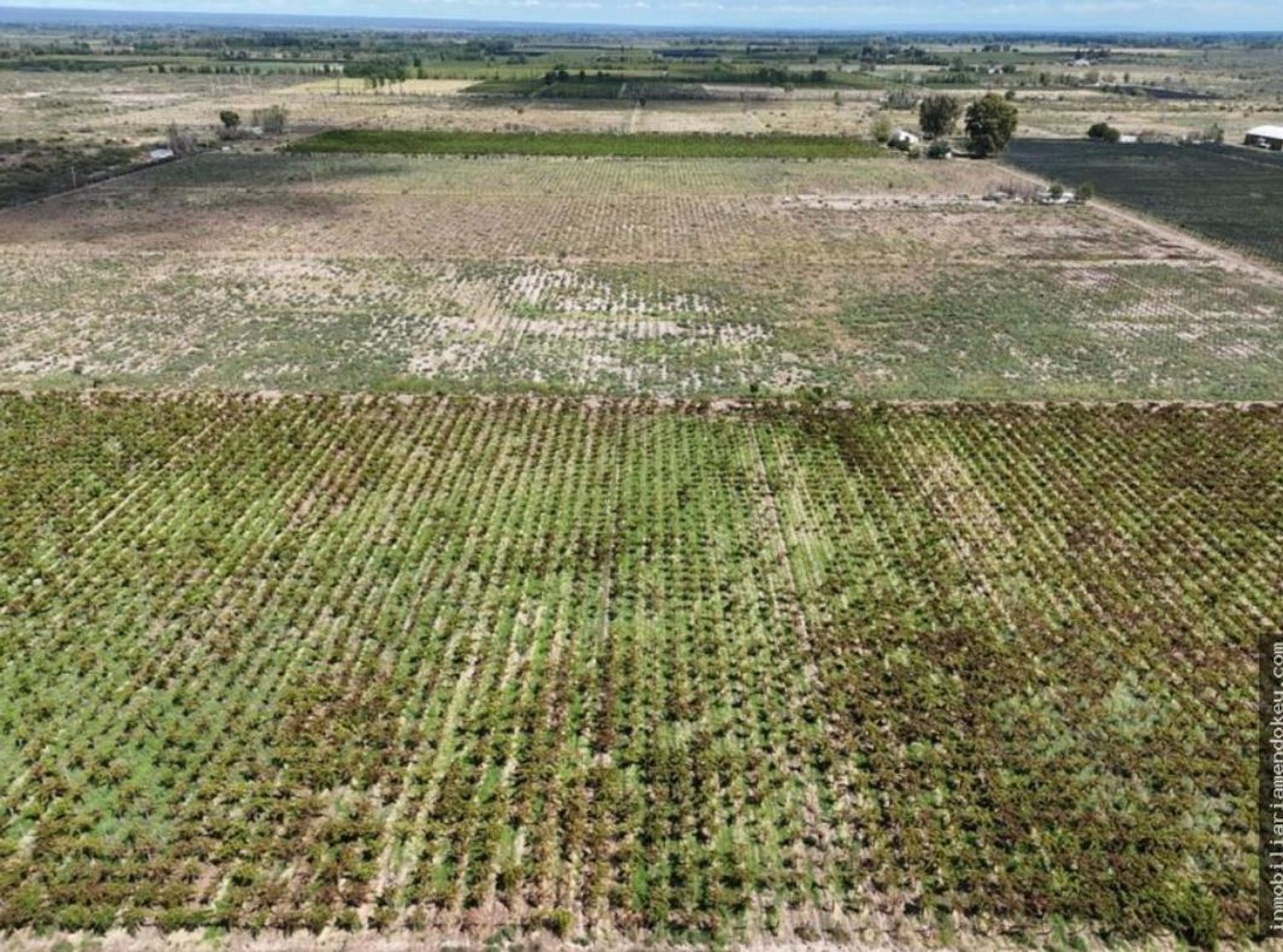 Campo en Venta en Santa Rosa, Mendoza